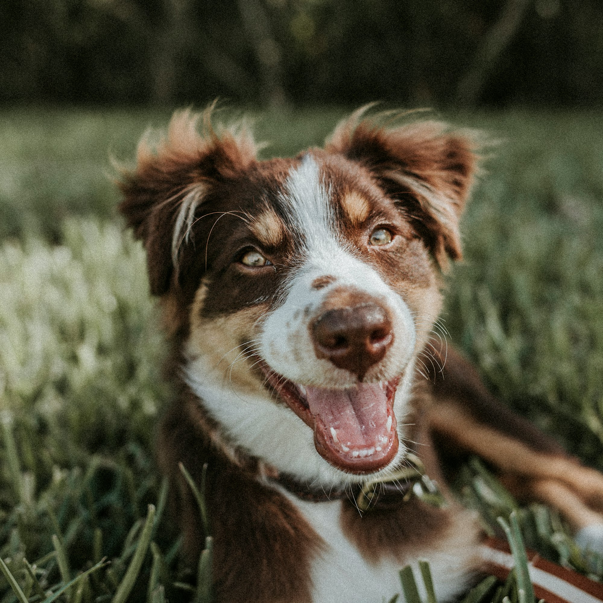Red Tri Australian Shepherd