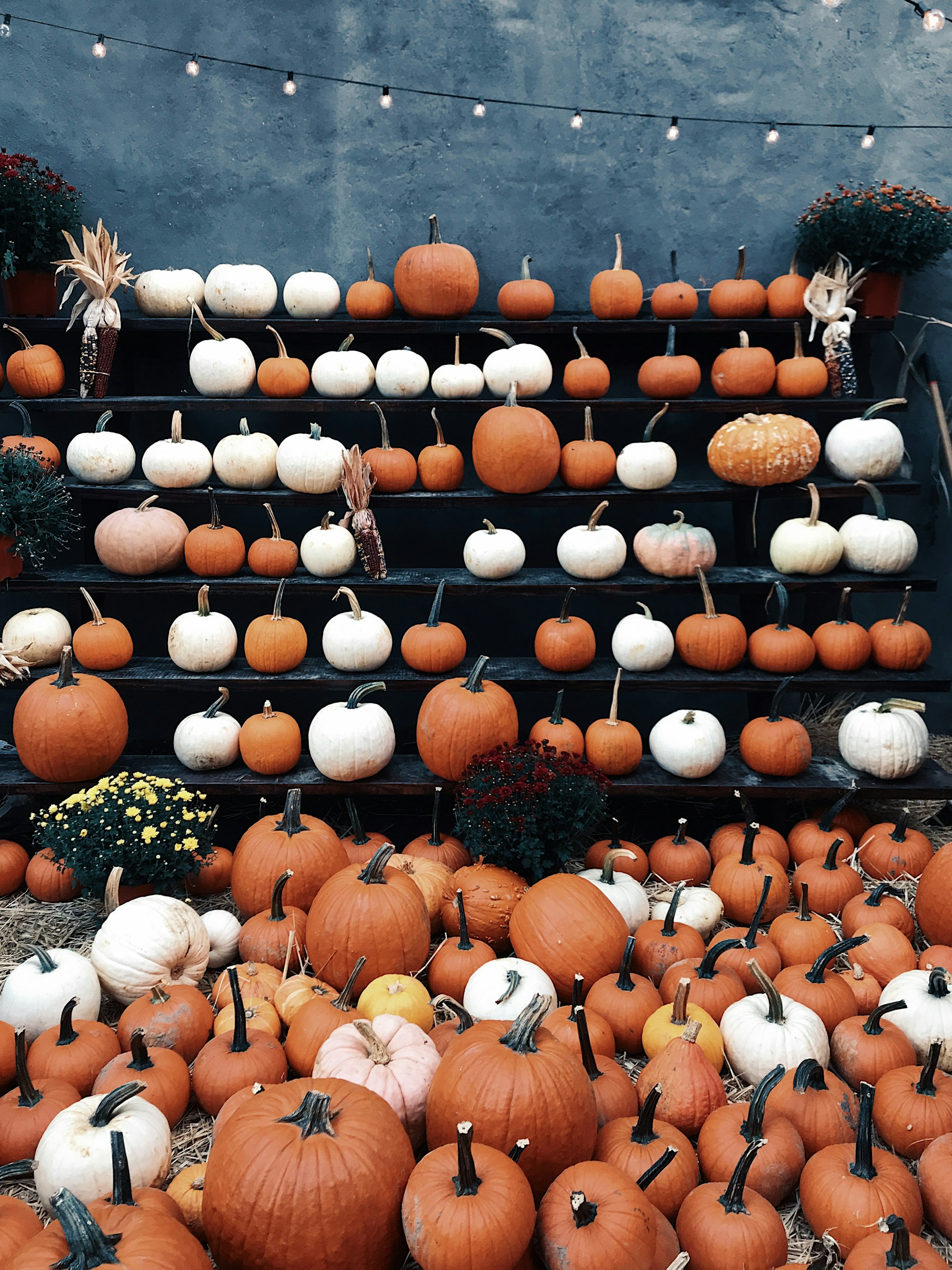 pumpkin vs sweet potato for dogs