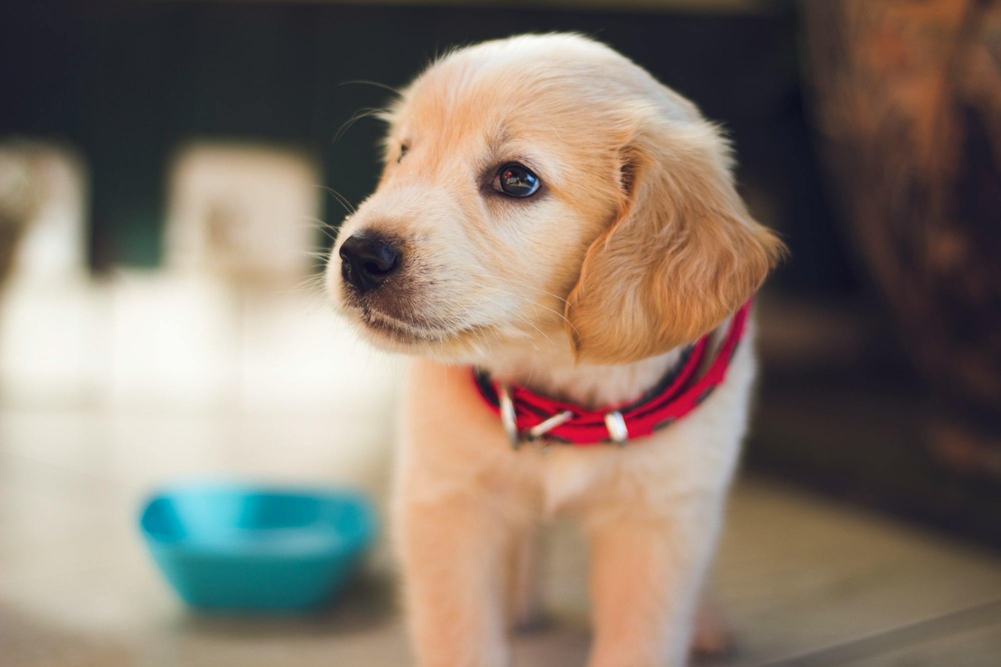 How much does cost to microchip a dog