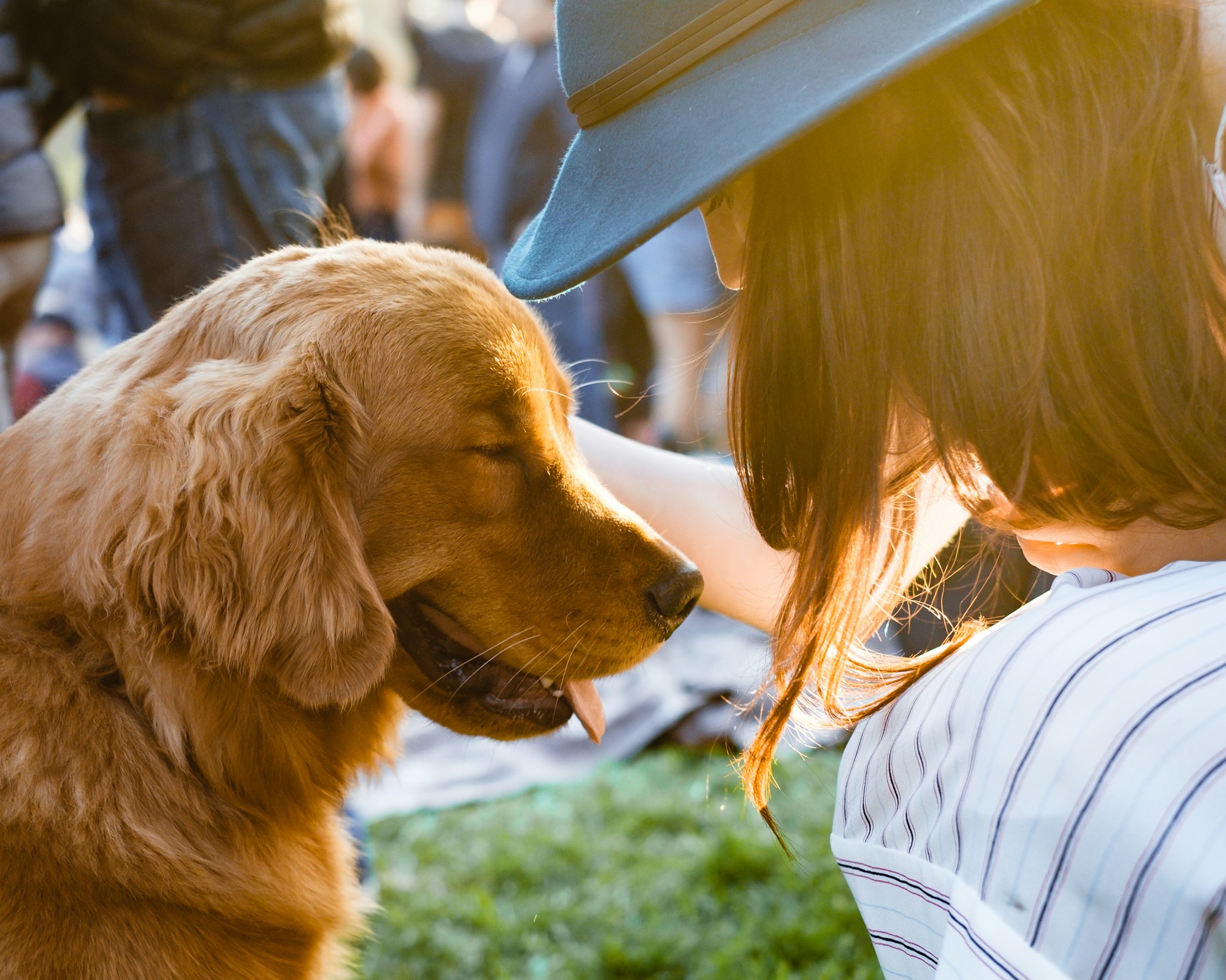 Dog friendly picnics