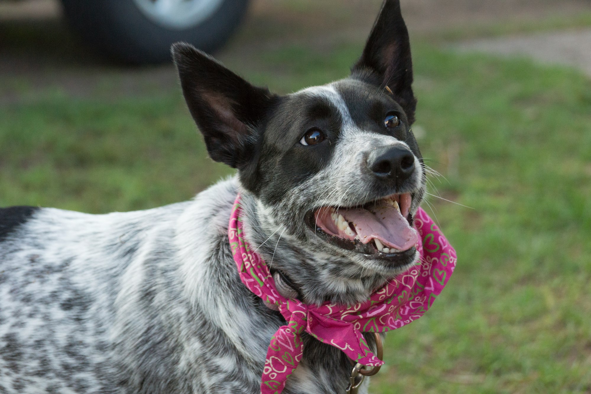 How Fast Can Australian Cattle Dog Run