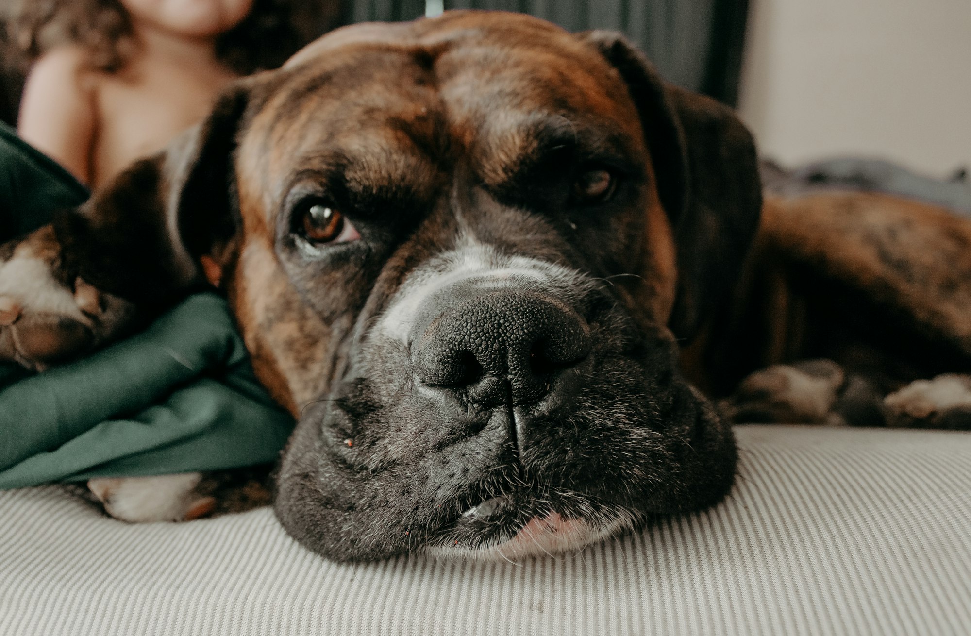 English Mastiff