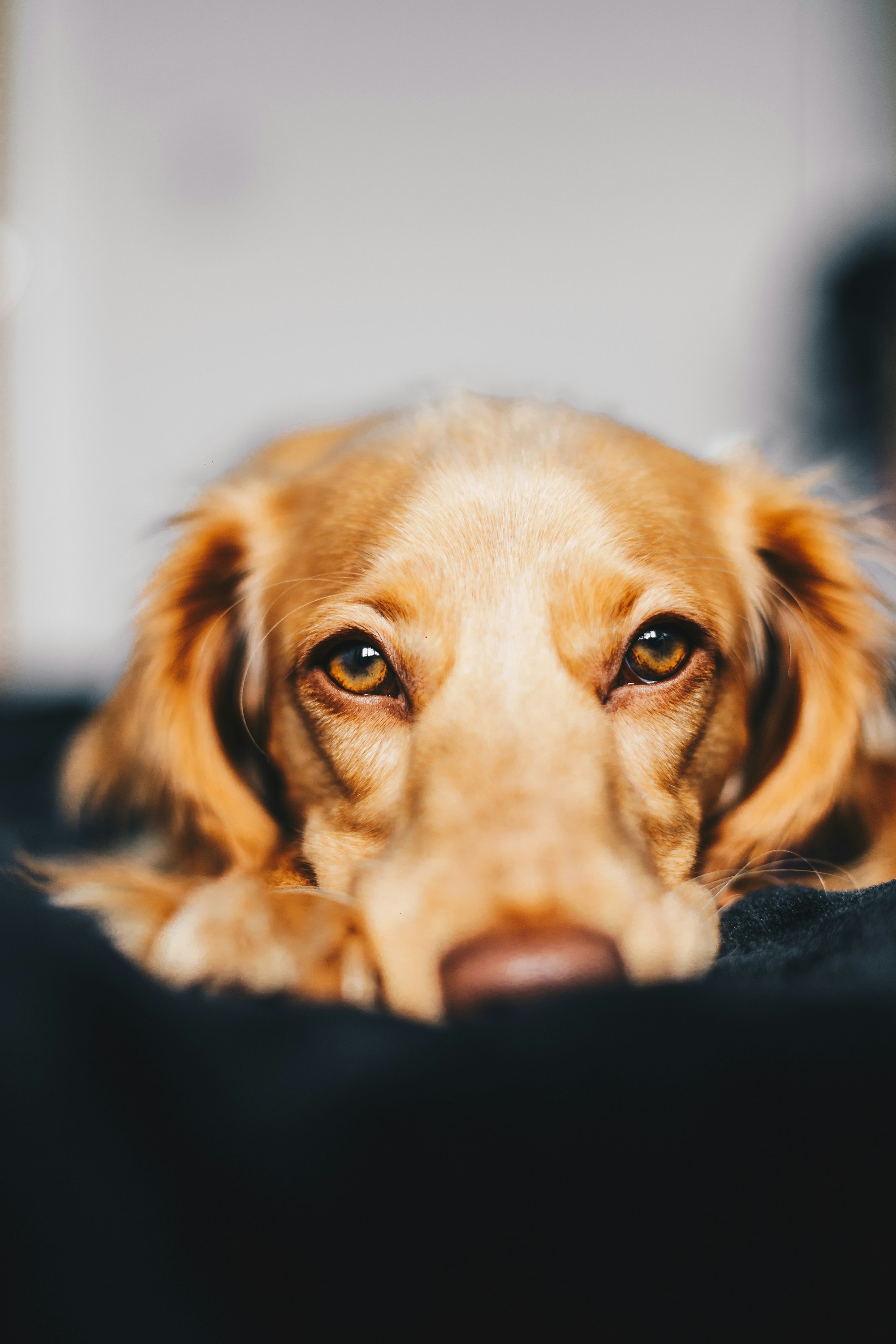 Can Rescue Dogs Have PTSD?