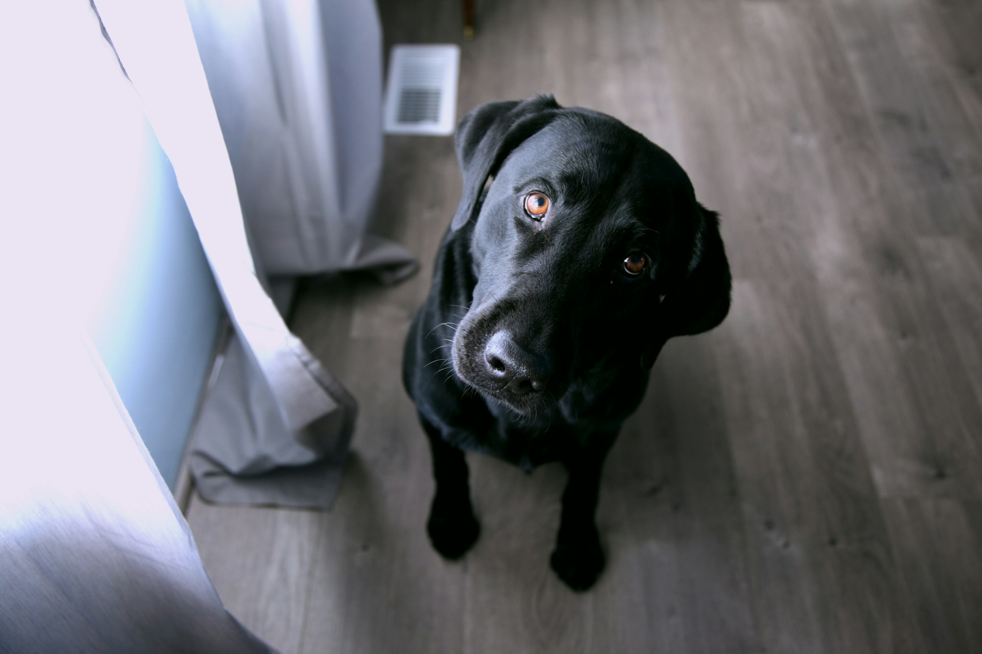 The Power of Tone: How Dogs Interpret Different Voice Pitches