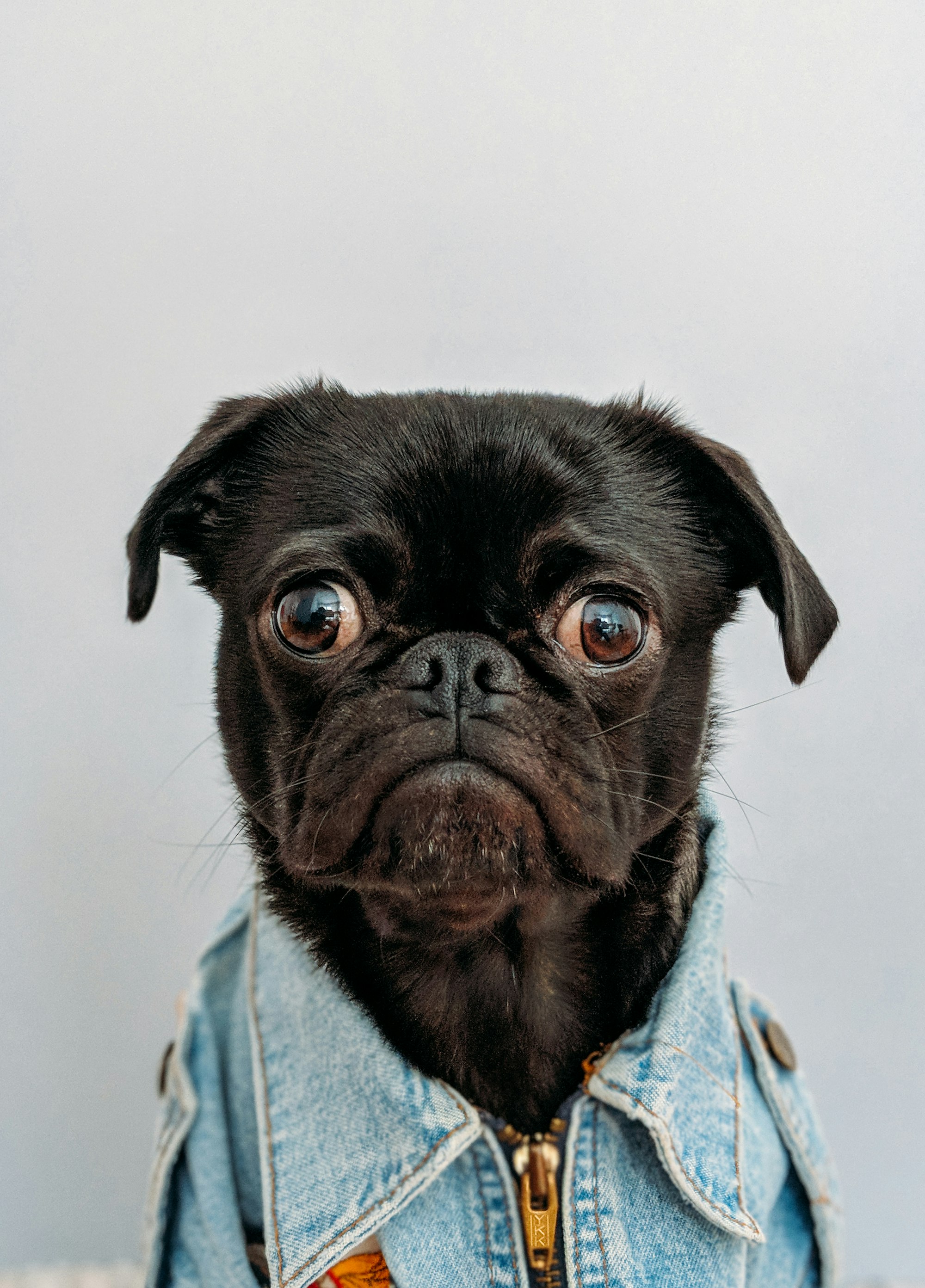 dog jowls