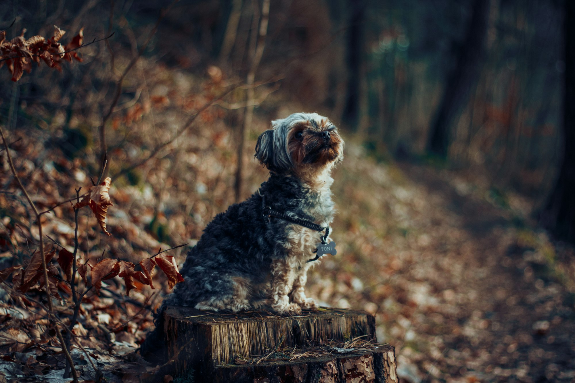 Cairn Terrier