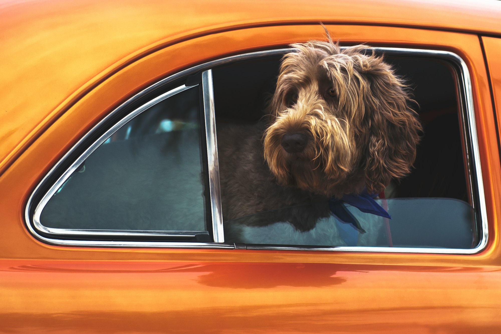 mini labradoodle full grown