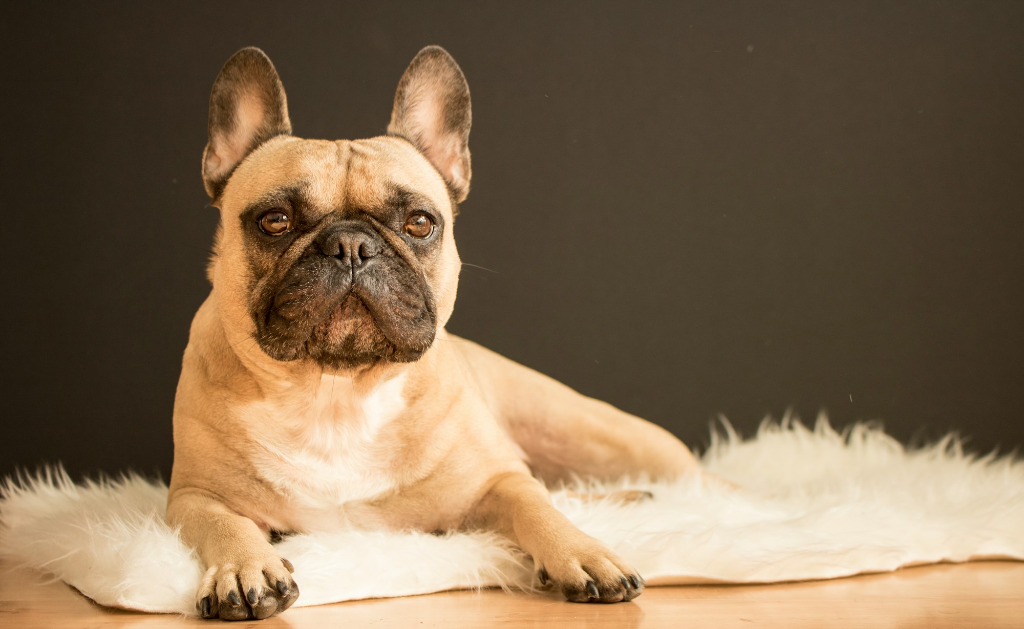 French Bulldogs
