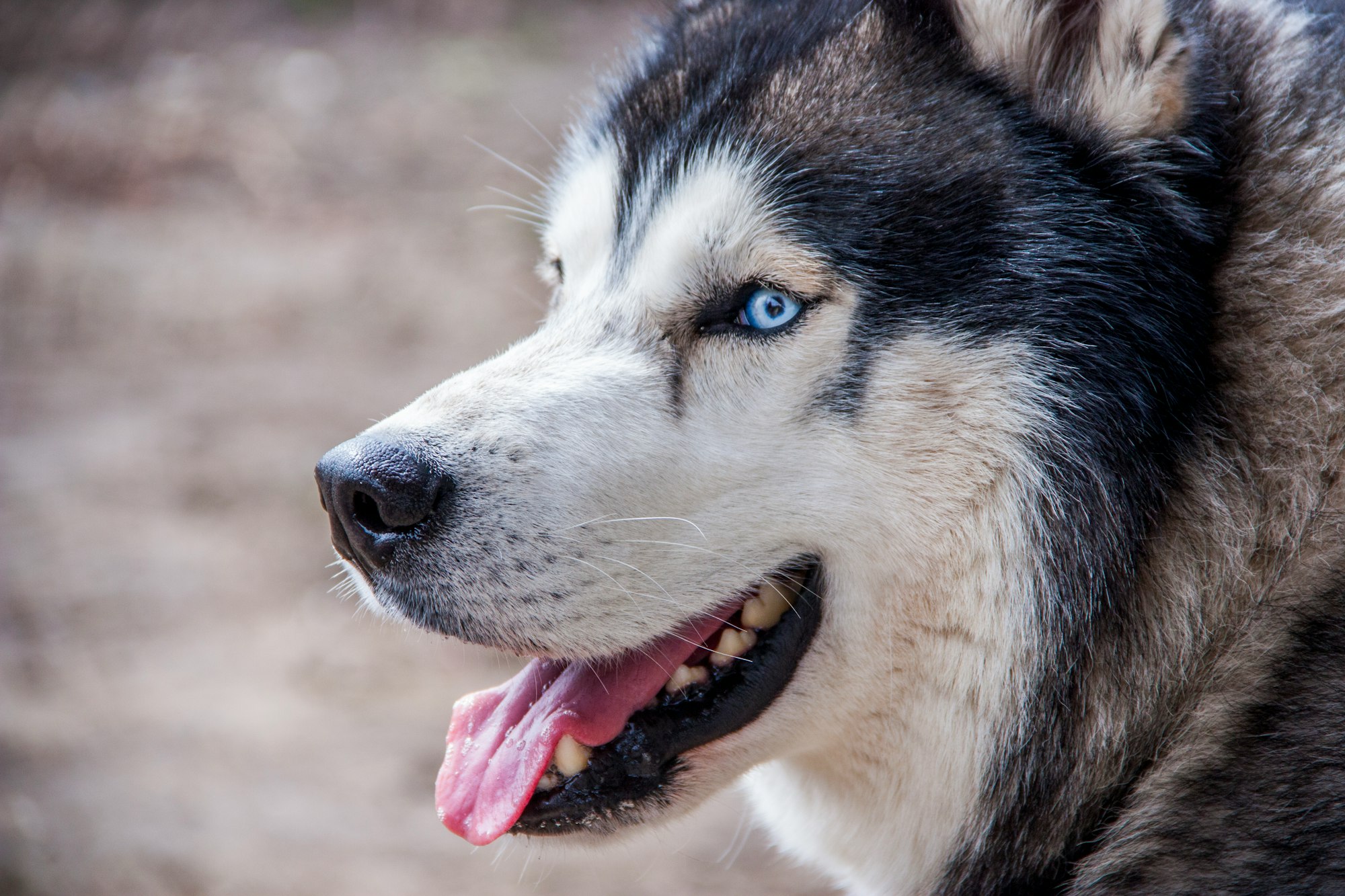 German Shepherd Husky Mix