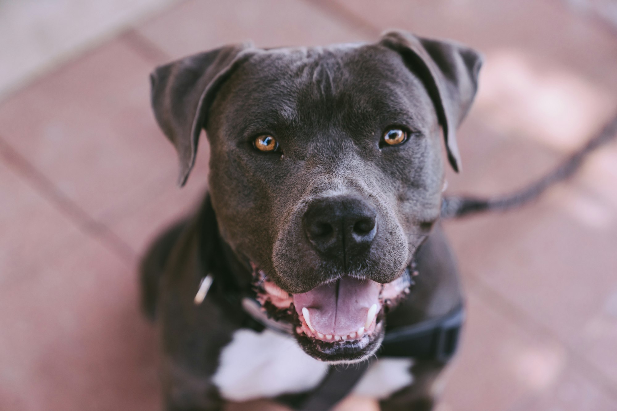 How Much Does a Pitbull Cost?