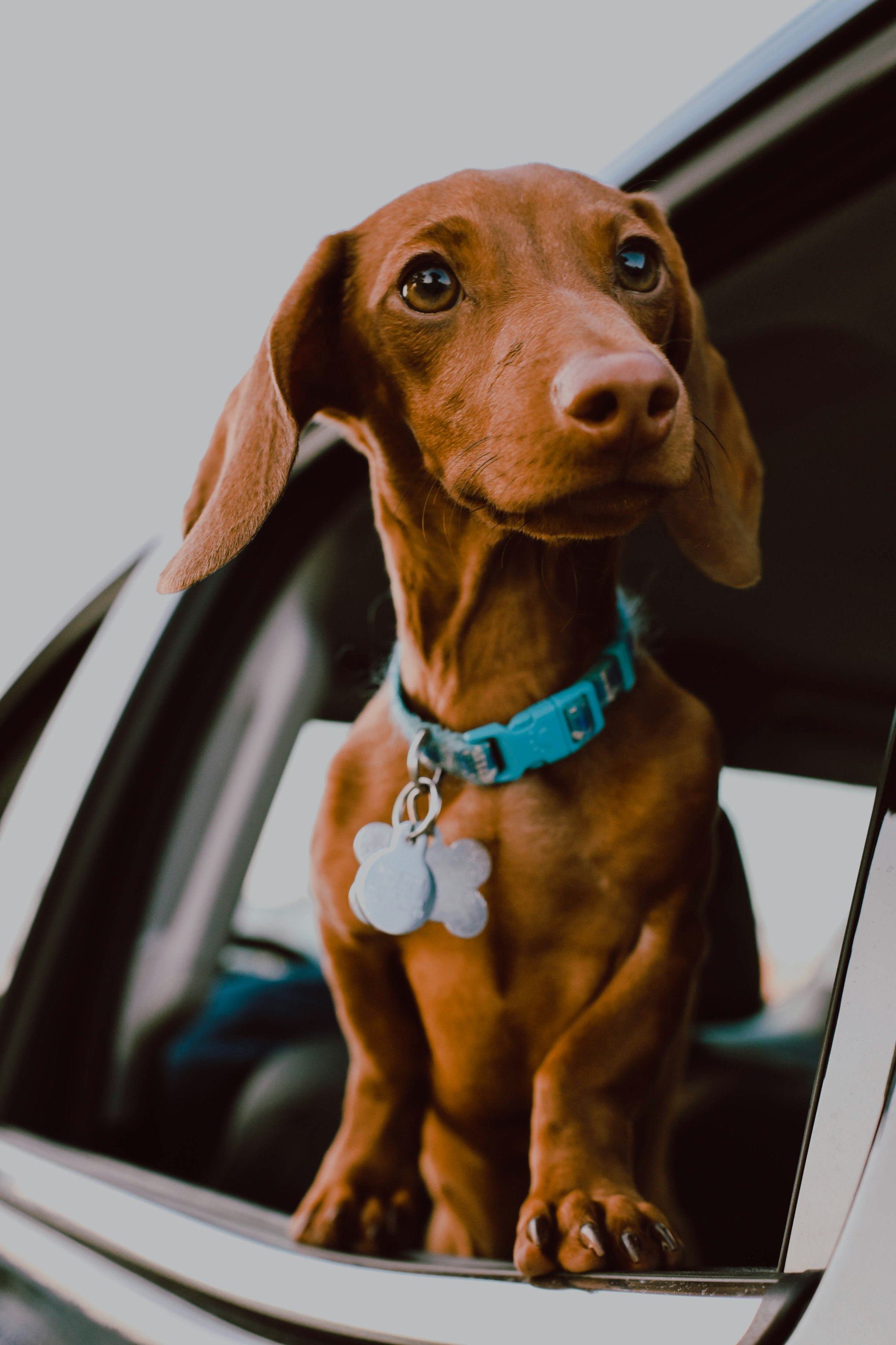 How to Attach Dog Tags to a Collar Or a Harness