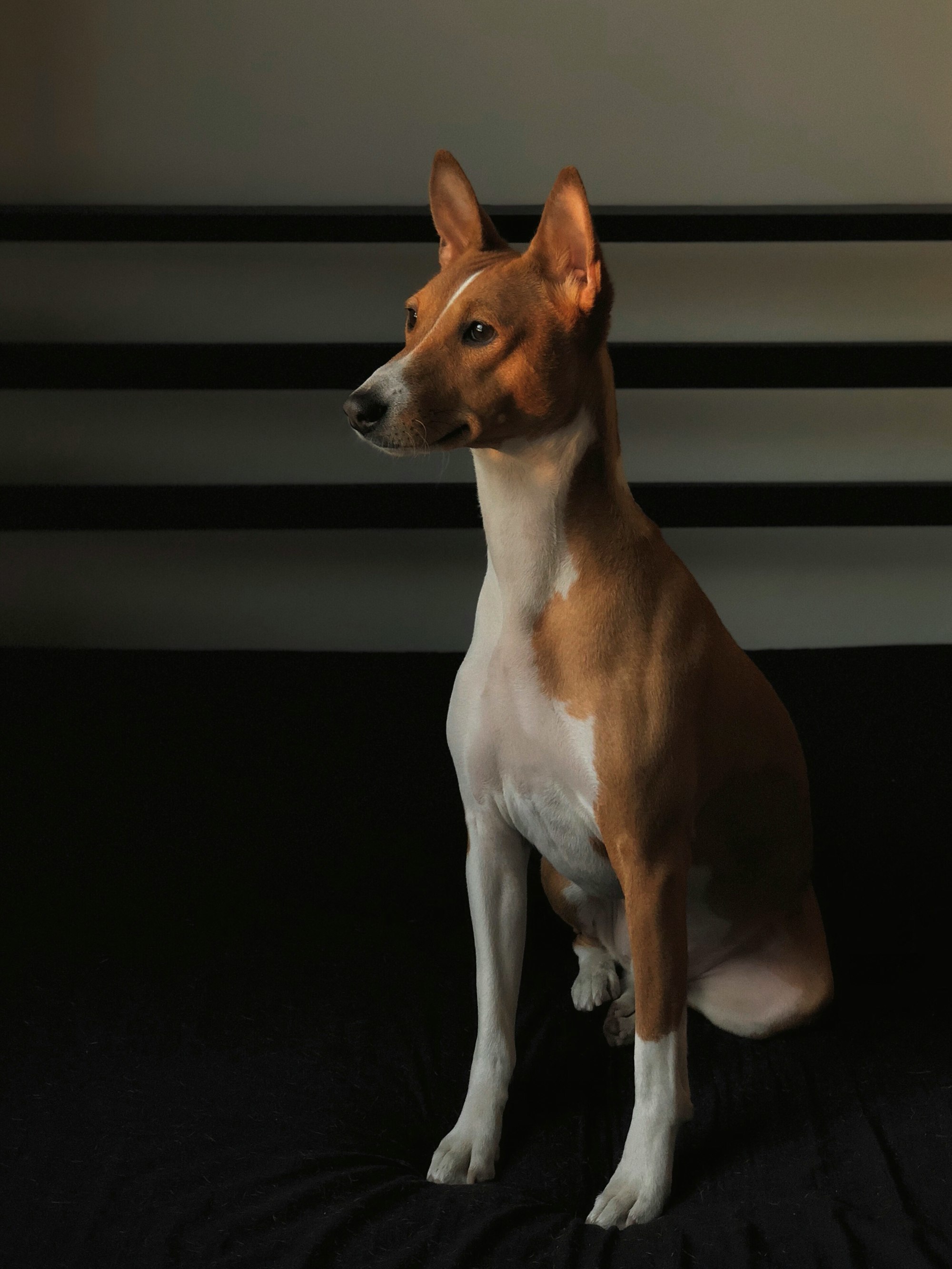 Basenji Price