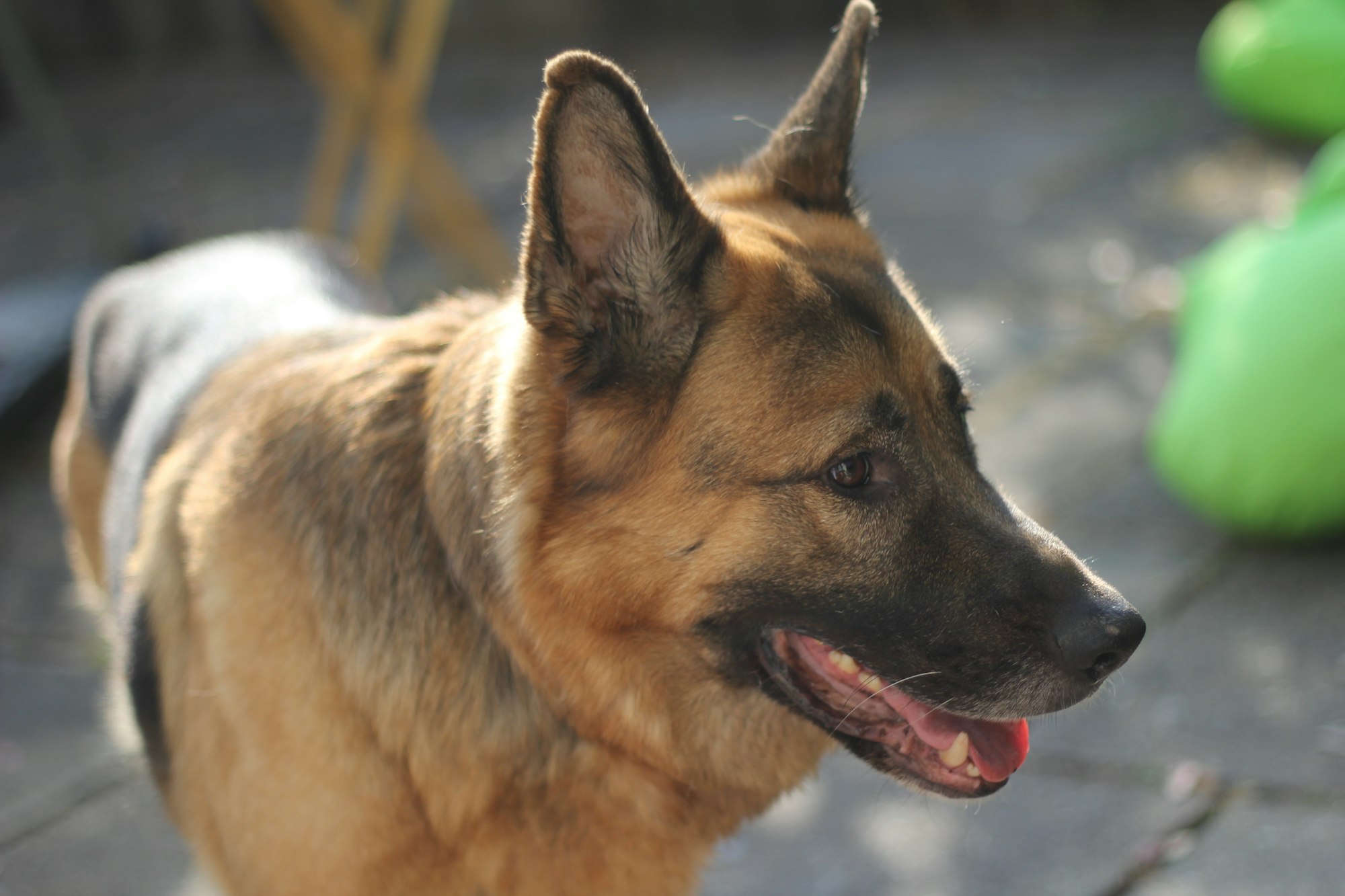 german shepherd aggression