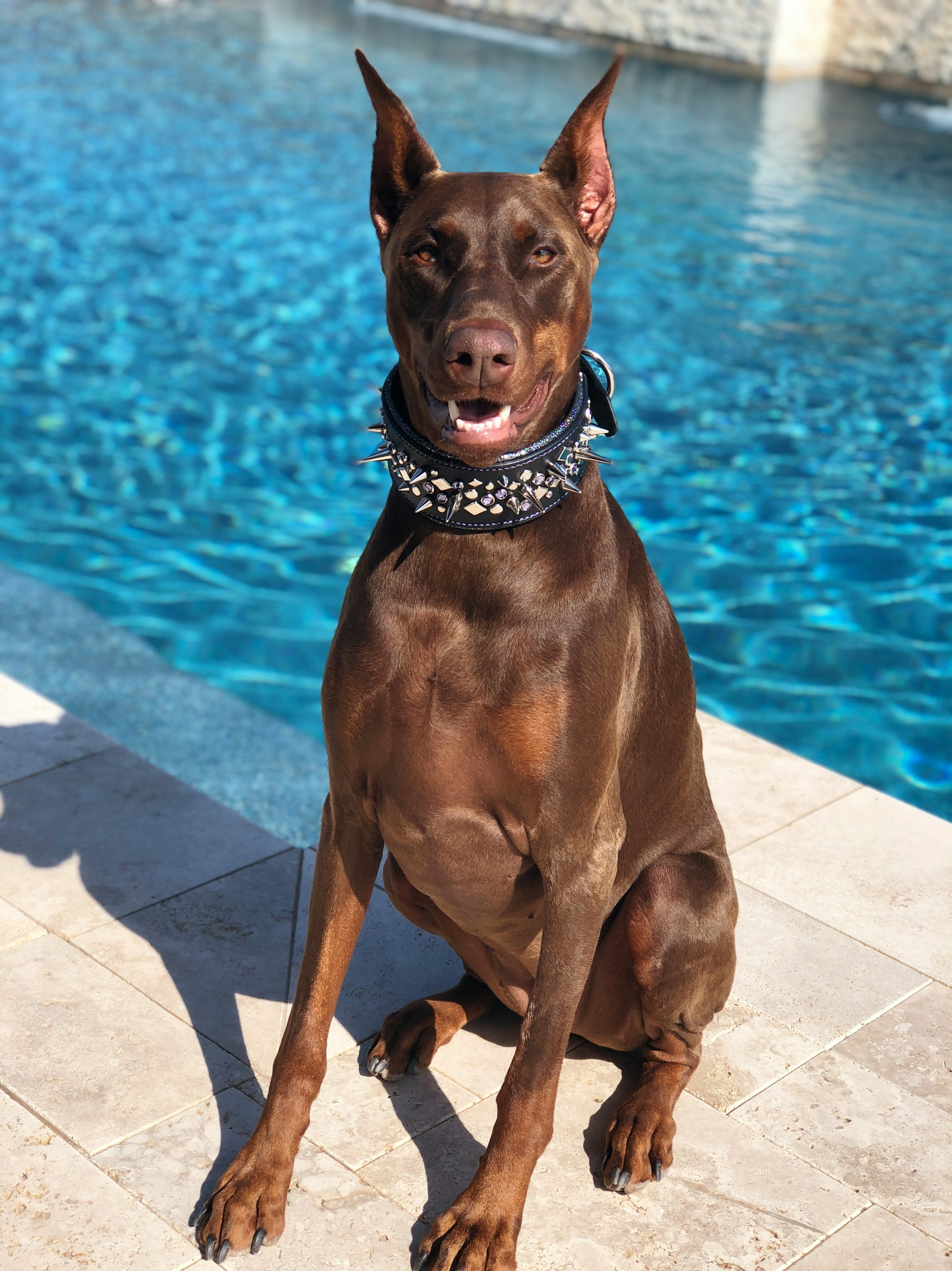 Brown Dobermans