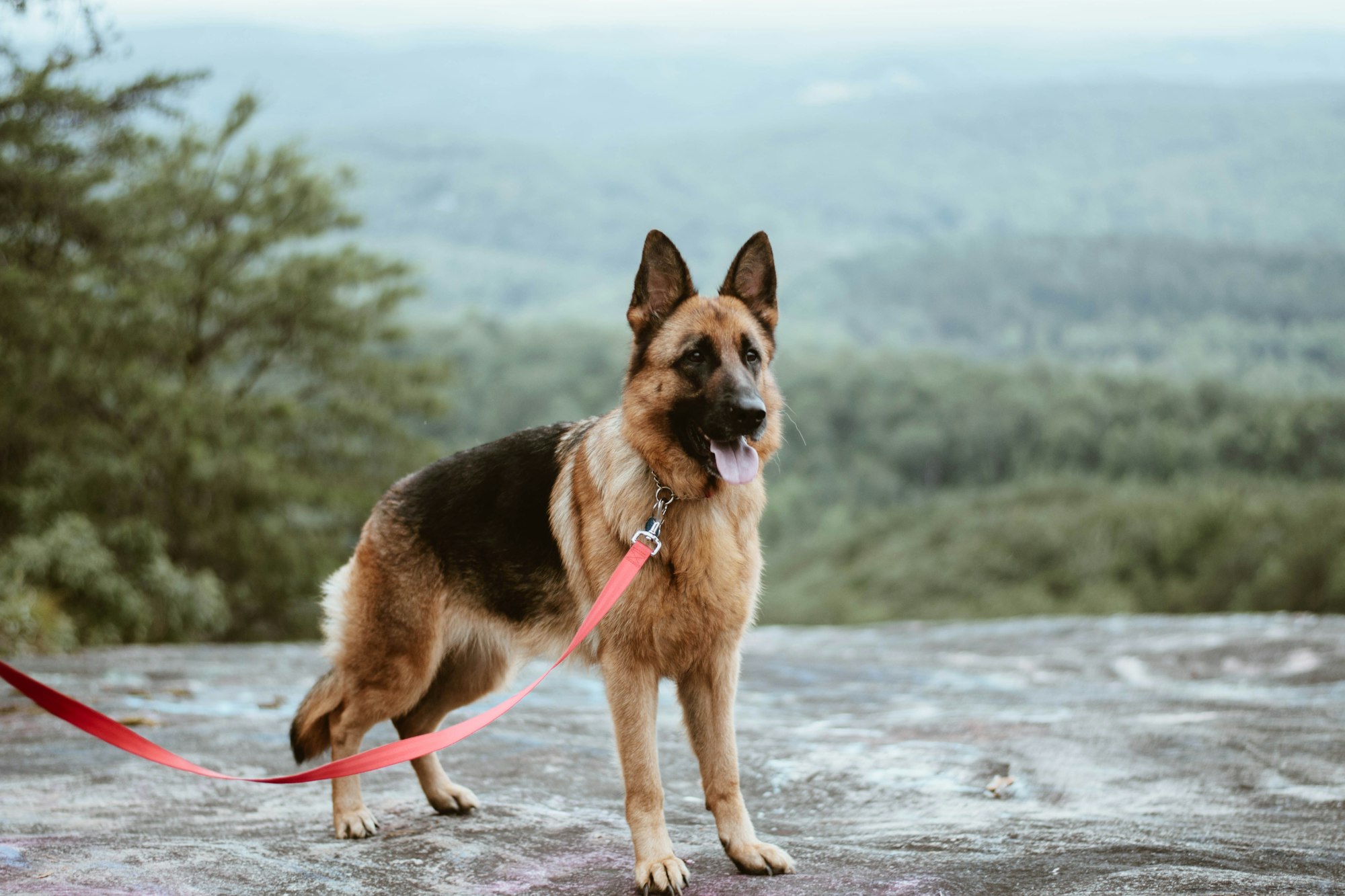 How Long Do German Shepherds Live