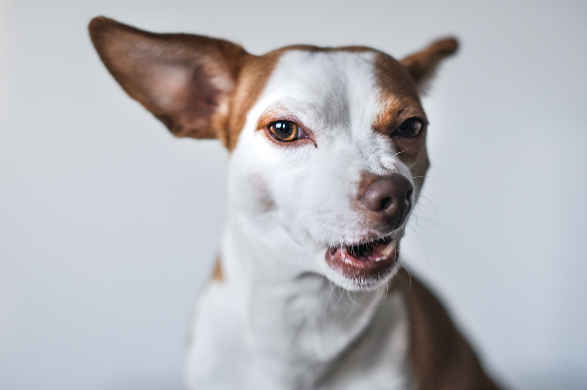 Dog Keeps Scratching Ear and Licking Paw: Why Does My Dog Do This?