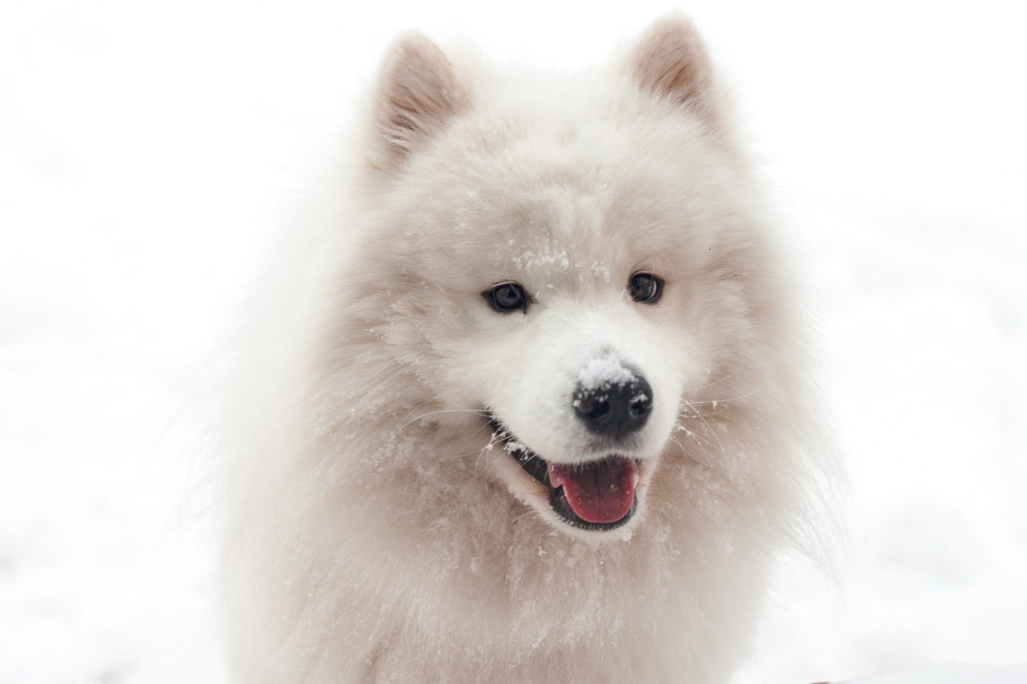 Samoyed Dogs