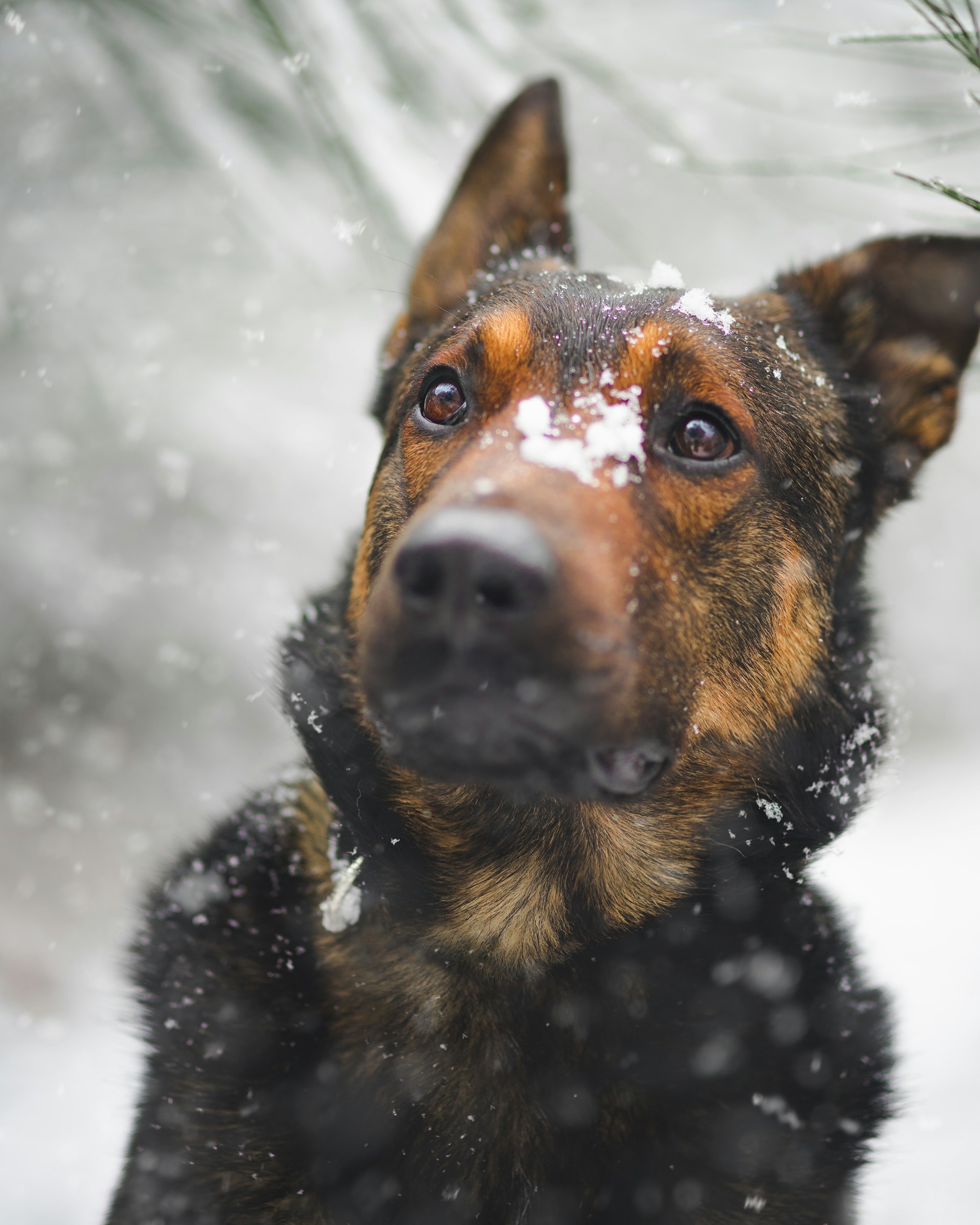 belgian malinois mix