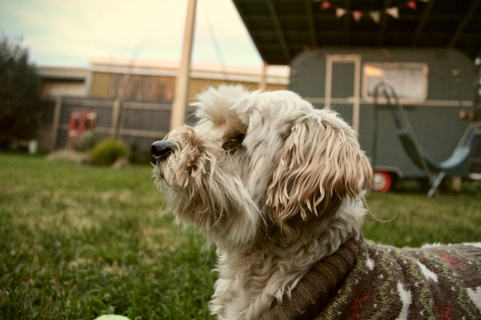 Dogs shaking their ears after grooming