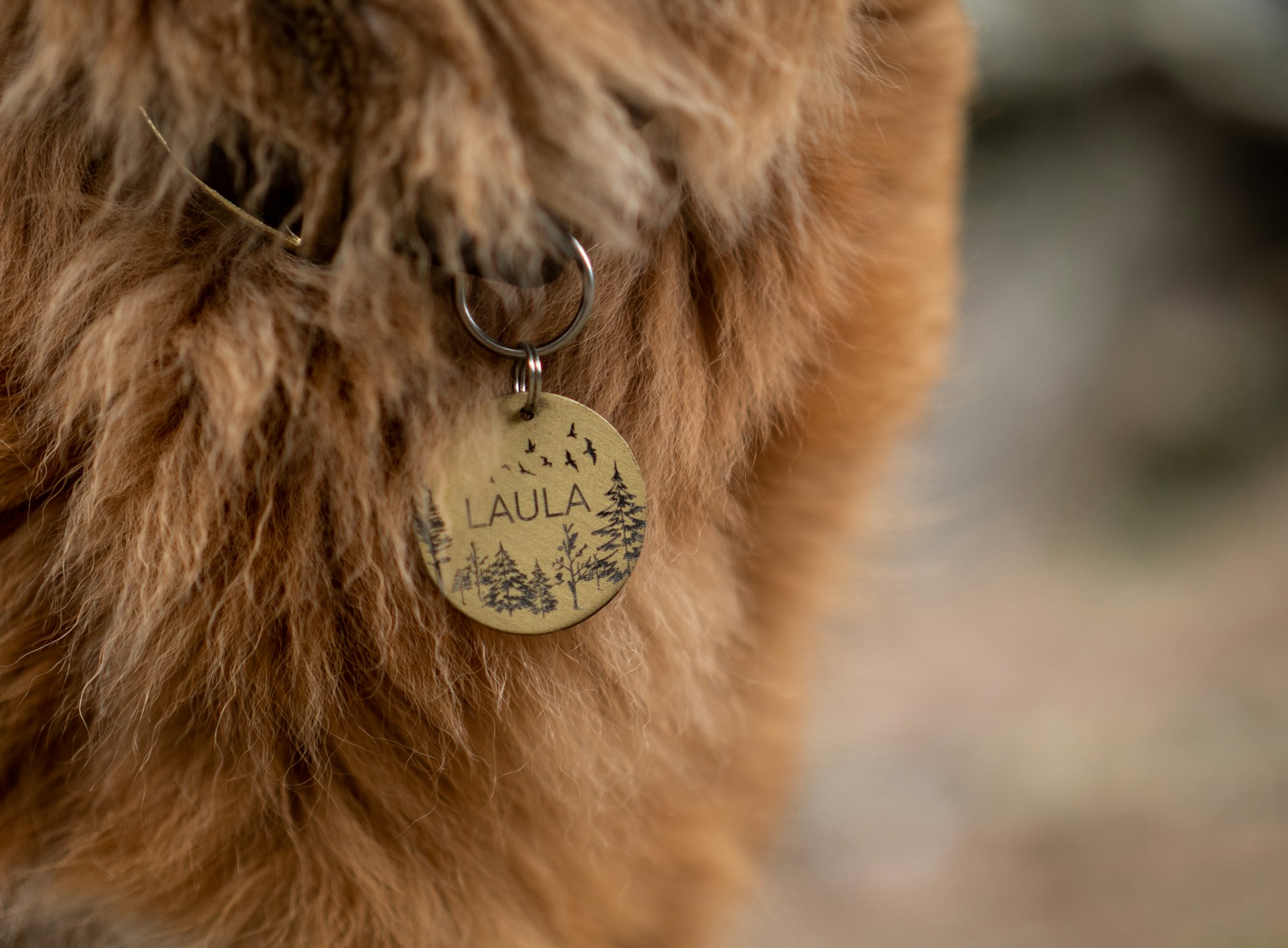how to put dog name tag on collar