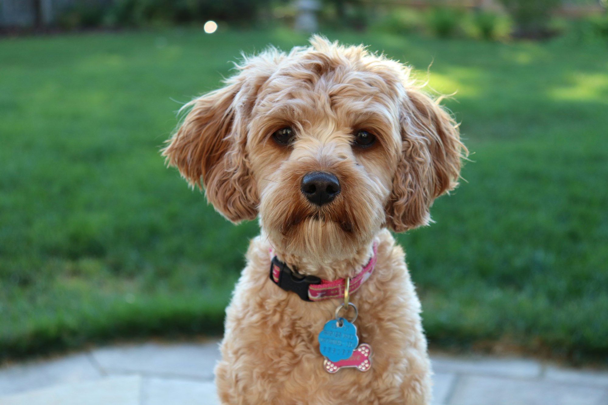 Cavapoo Behavior Problems