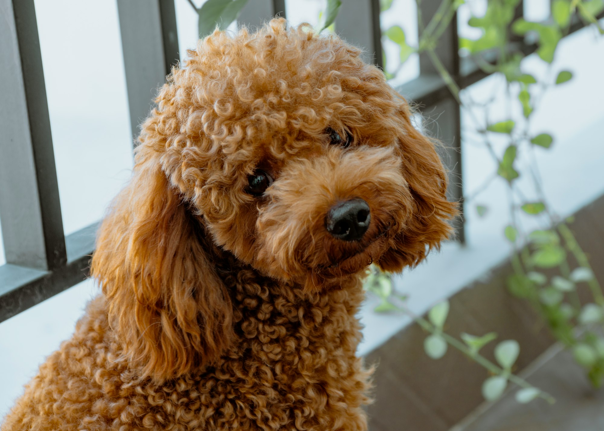 Poodle Sizes: Understanding the Different Sizes of Poodles