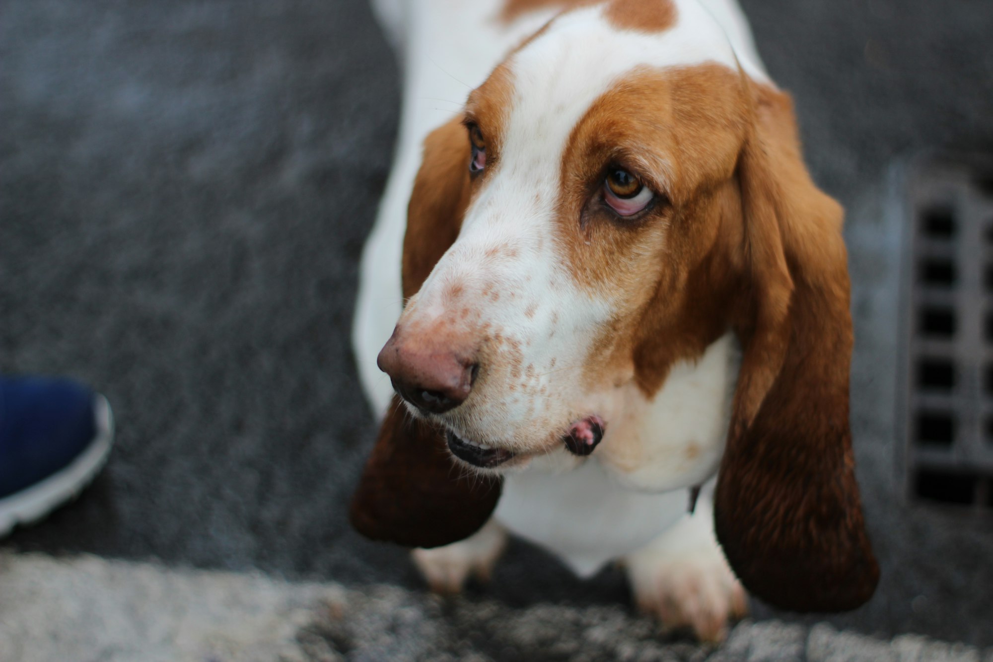 beagle mix