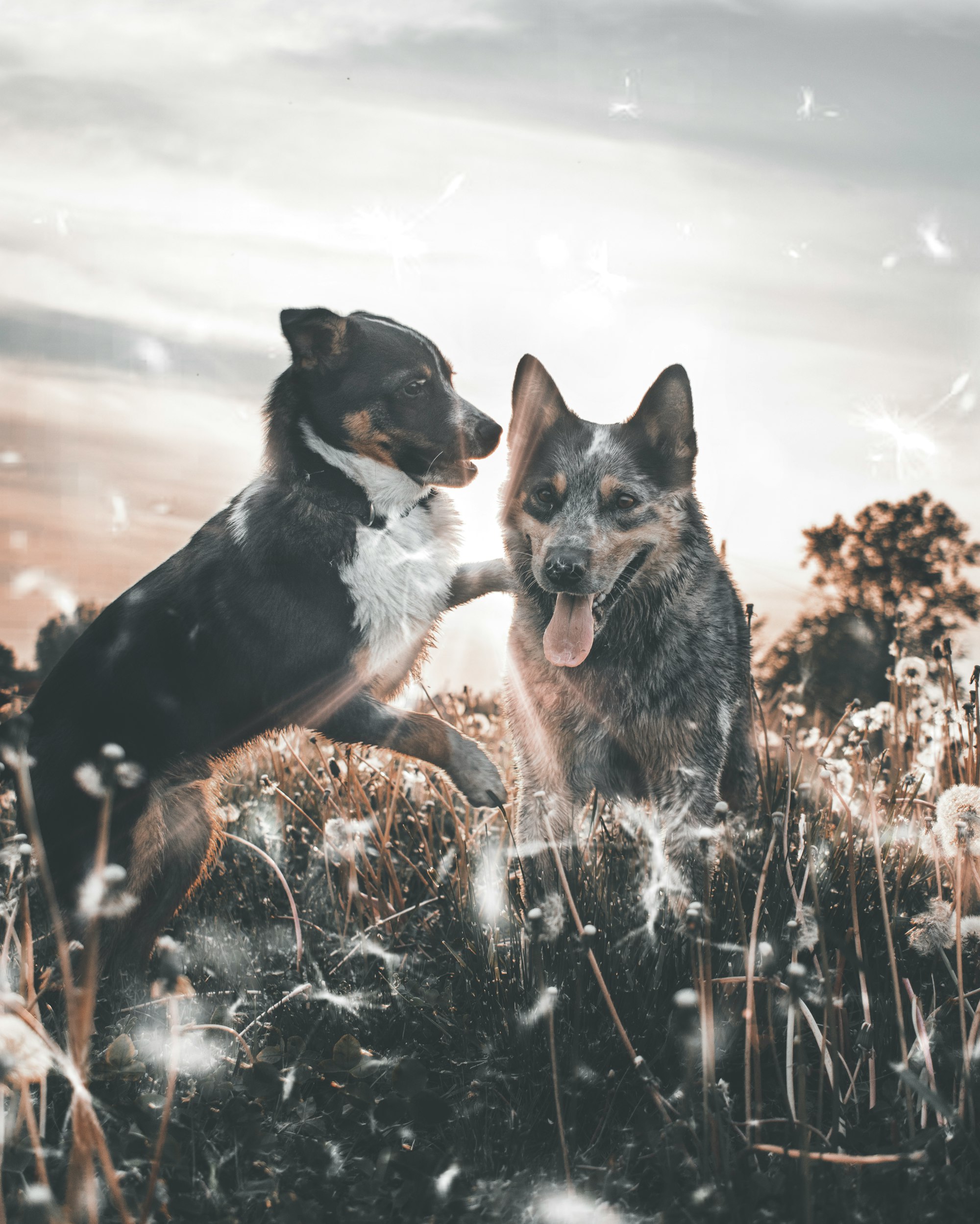 Female Blue Heeler Names