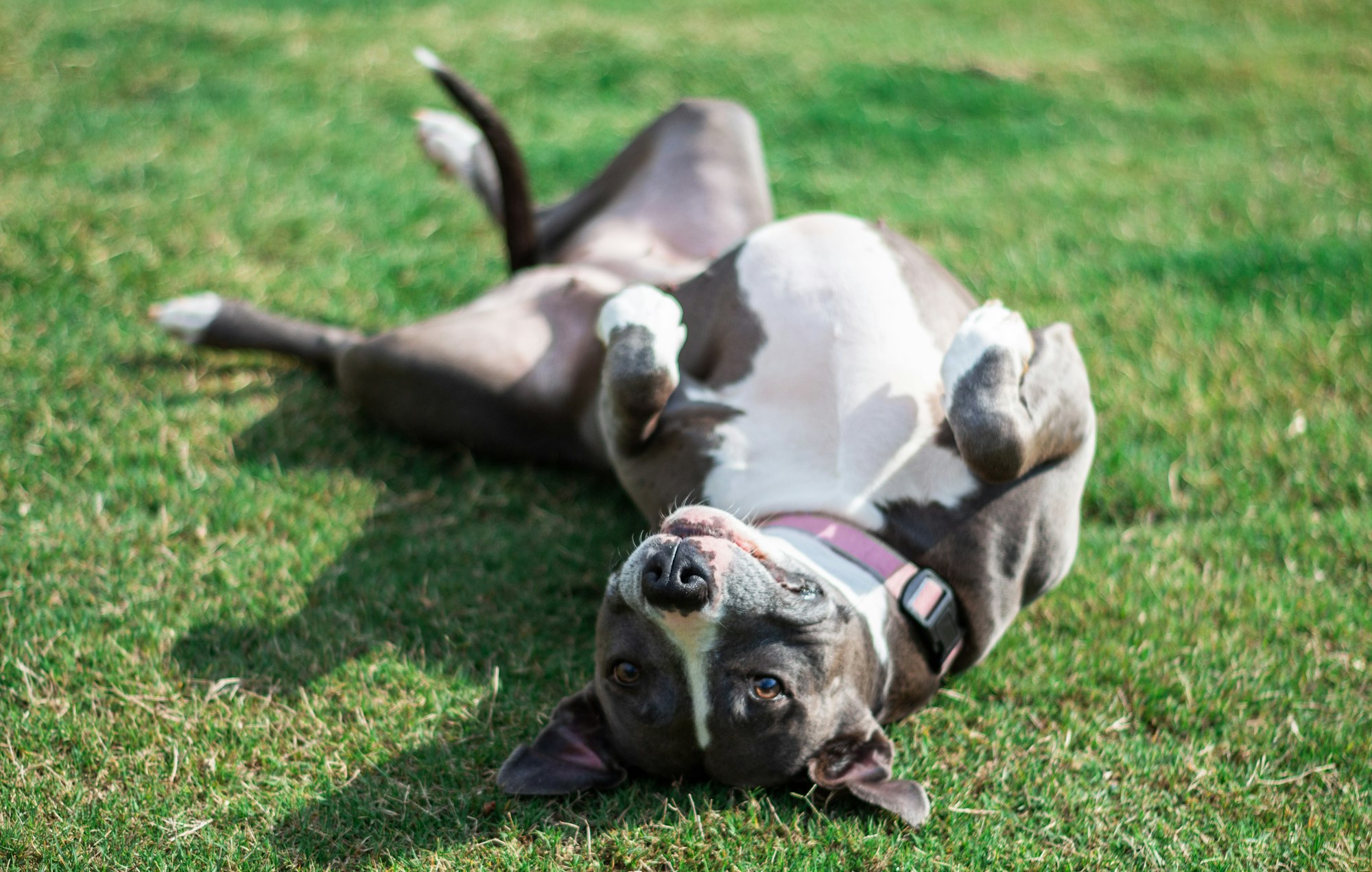 Pit Bulls as Nanny Dogs
