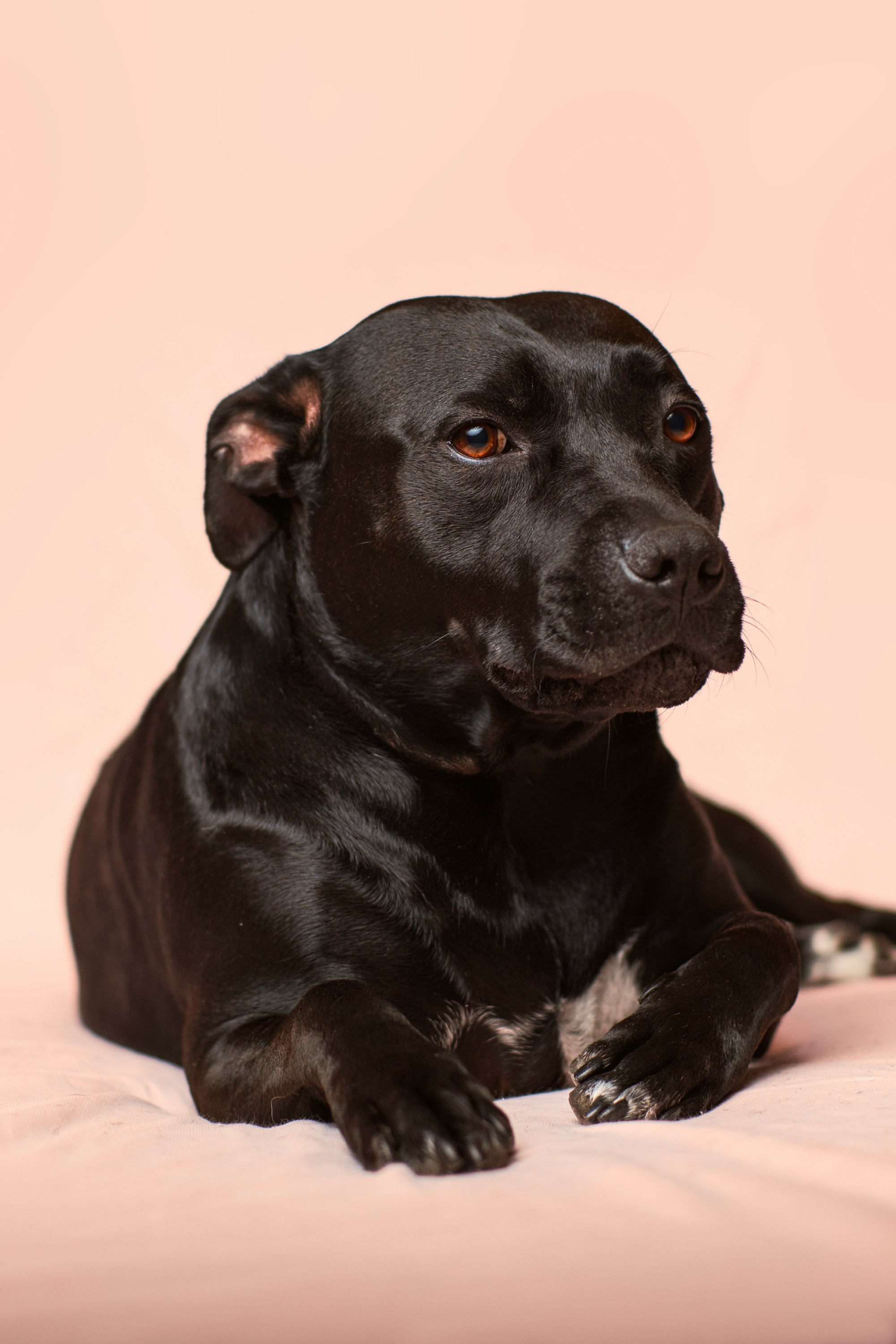 Can You Use Apple AirTags for Dogs?