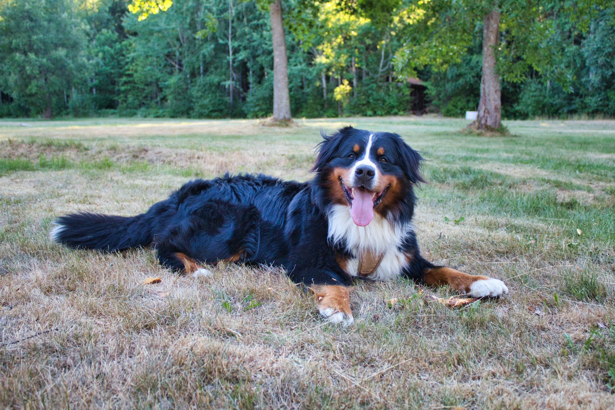 Bernedoodle Puppy Guide: What to Know Before Adopting