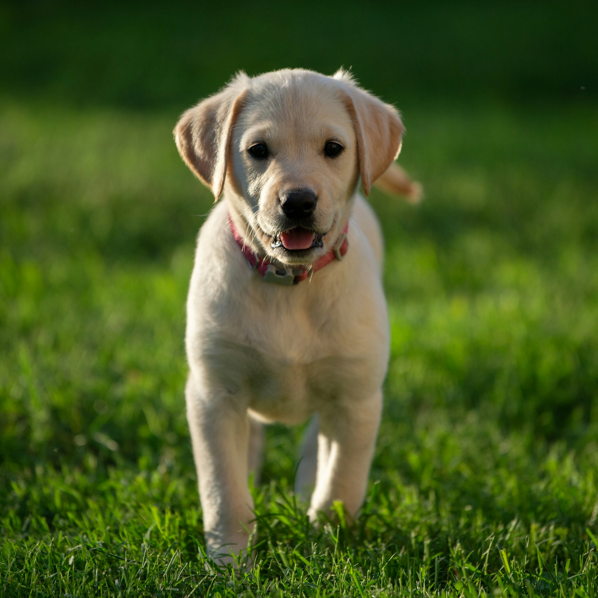 Dog Breeds with Lower Cancer Rates