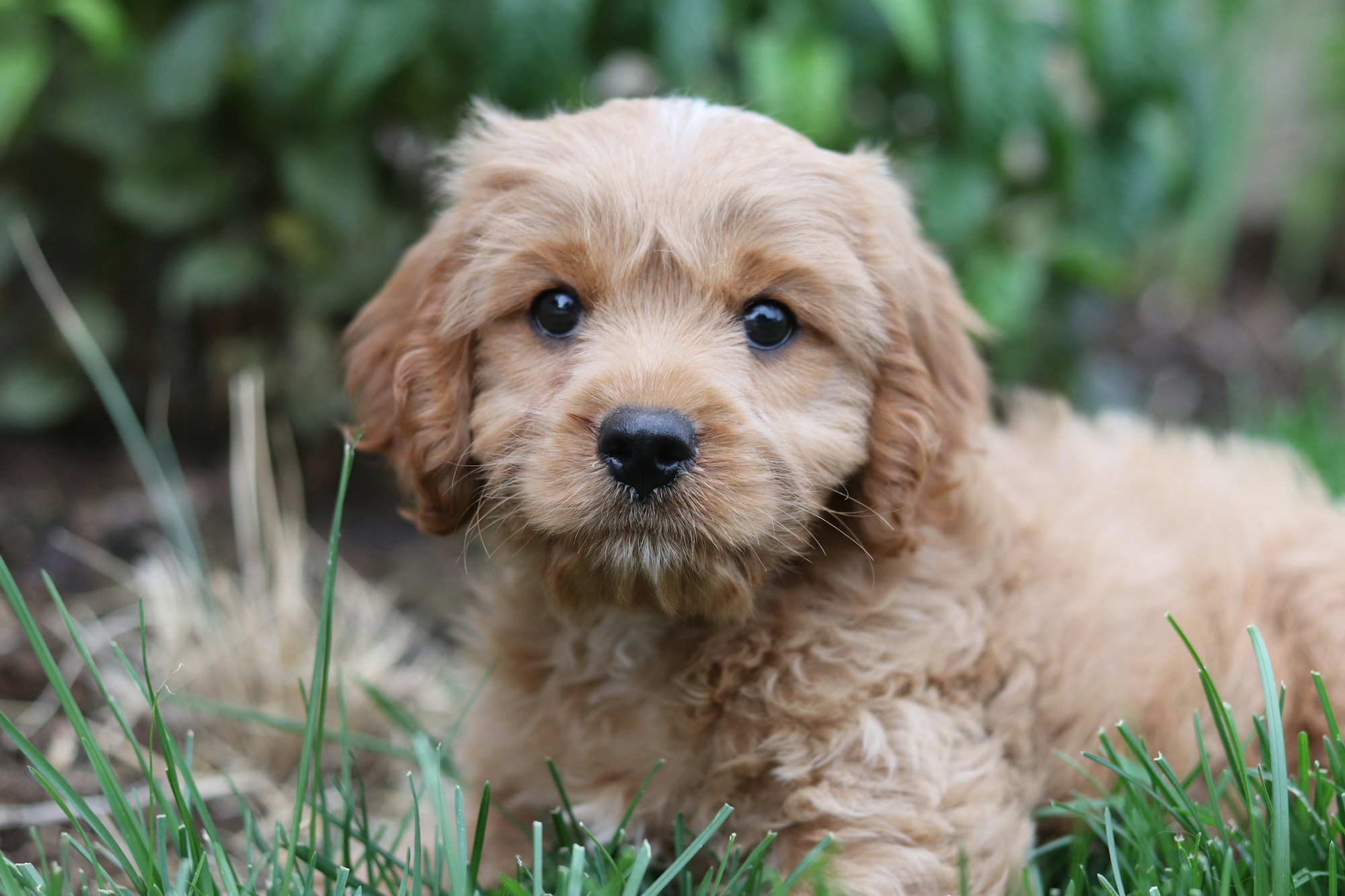 Cavadoodle