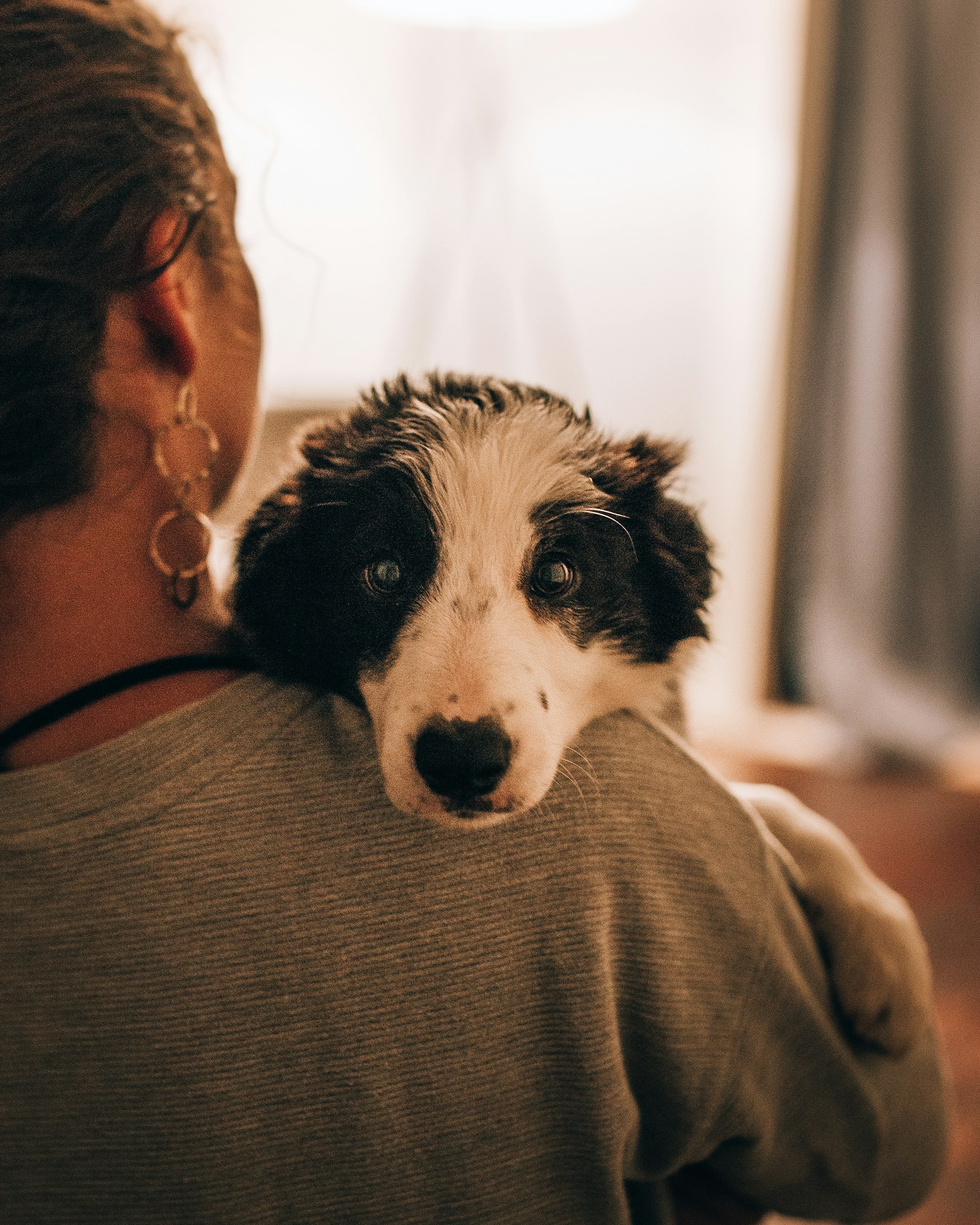 How Do Dogs Recognize People?