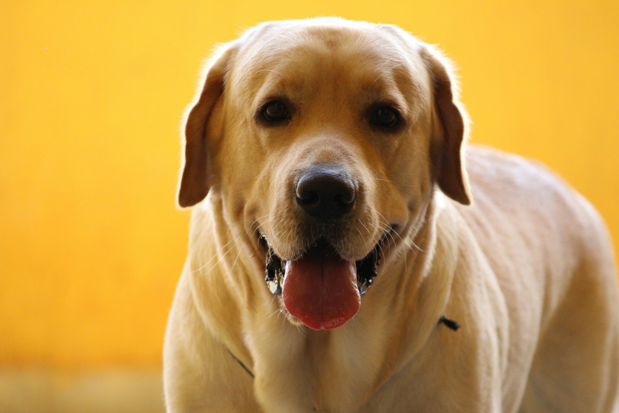 golden labrador
