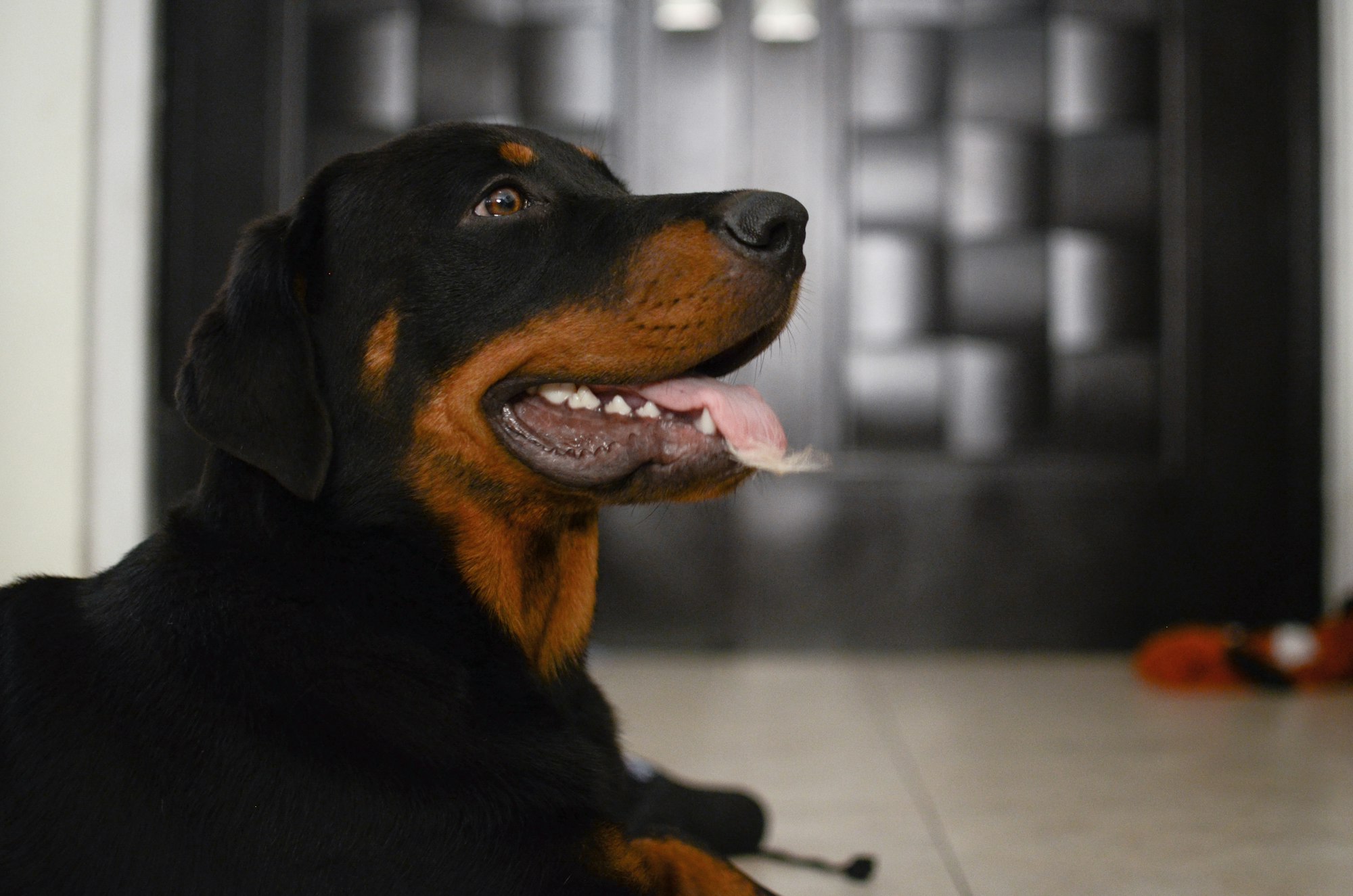 Rottweiler Border Collie Fusion