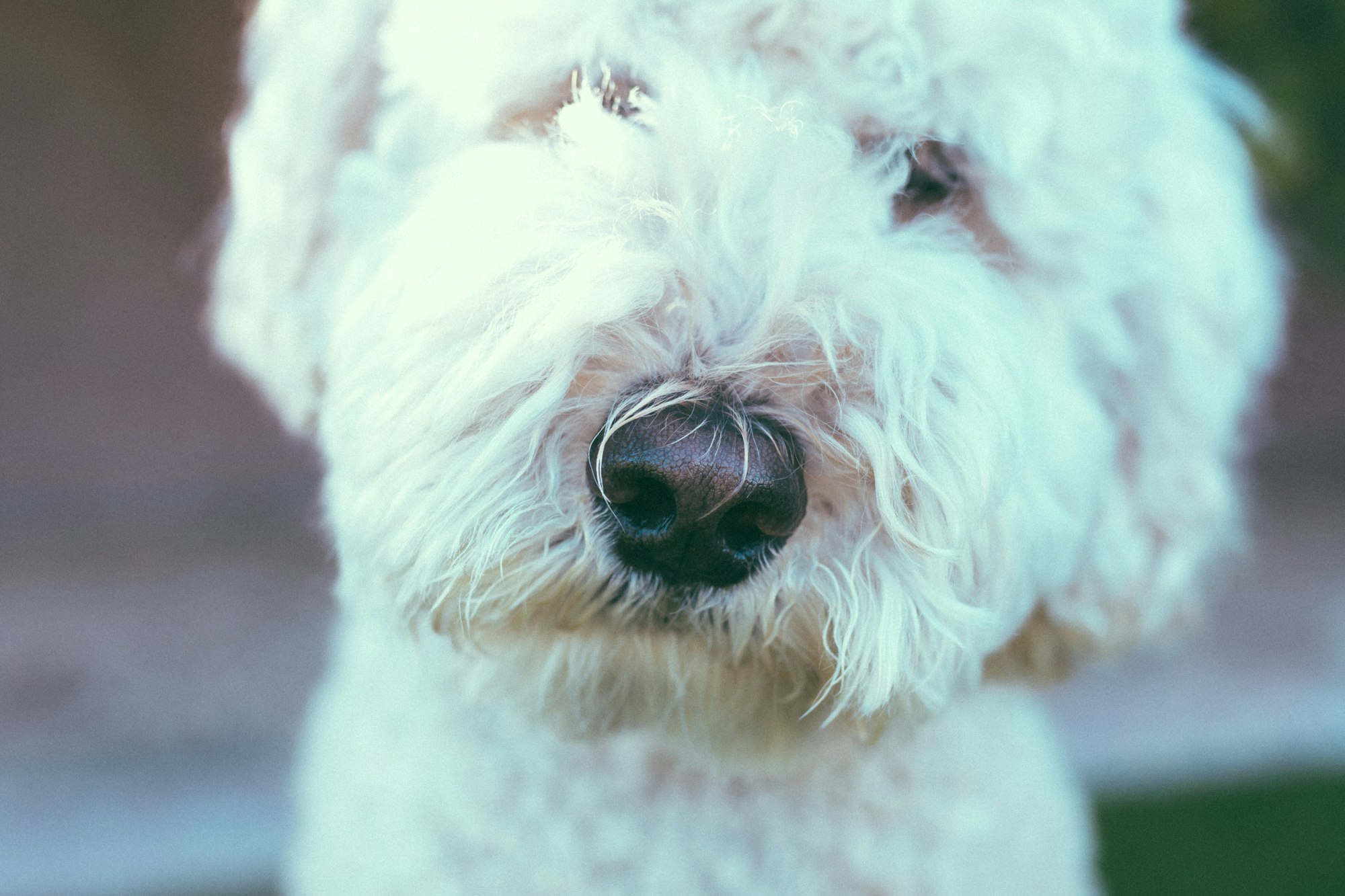 All About the White Goldendoodle - Meet the Breed