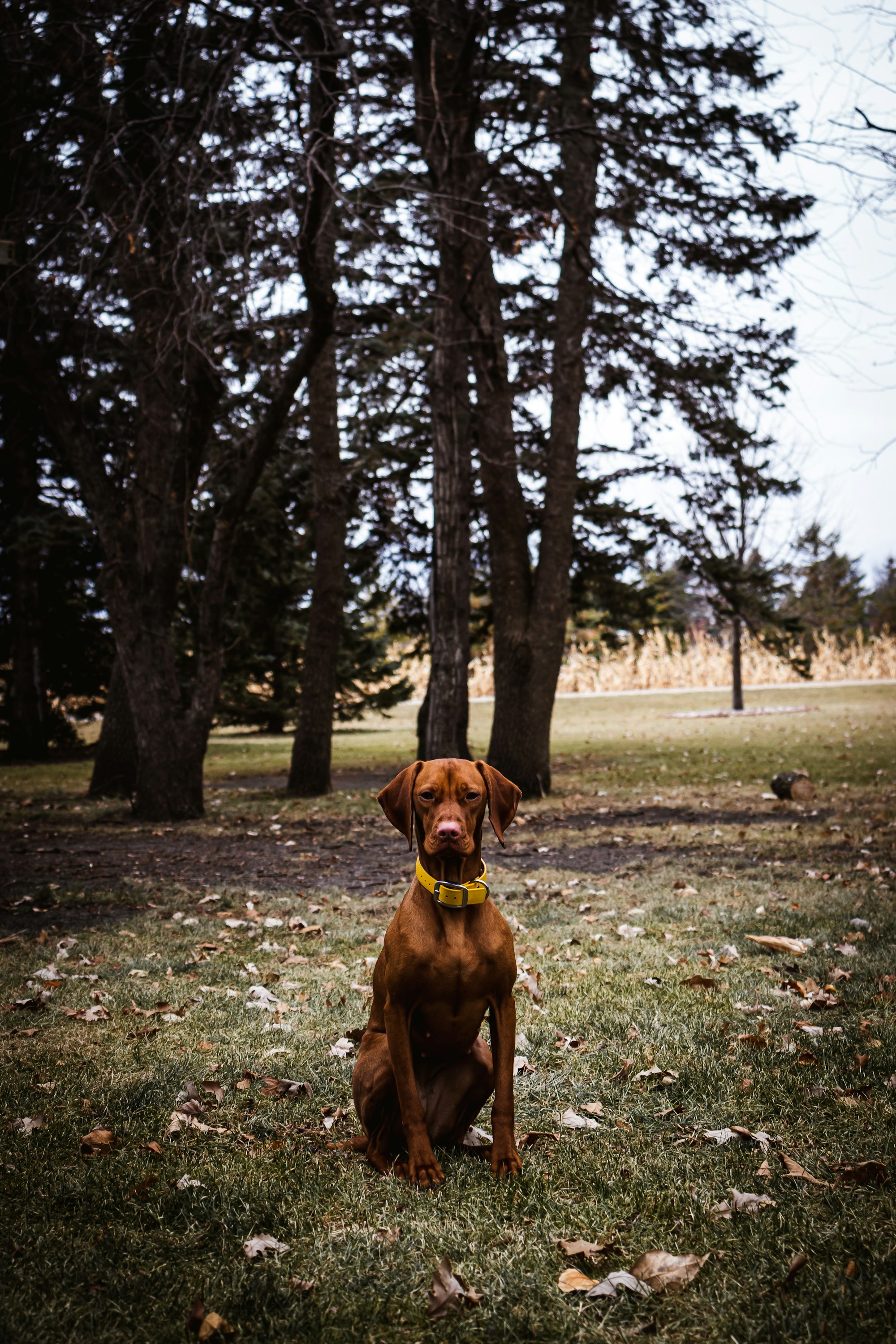 Top 10 Vizsla Mixes: Unraveling the Unique Charm of Each