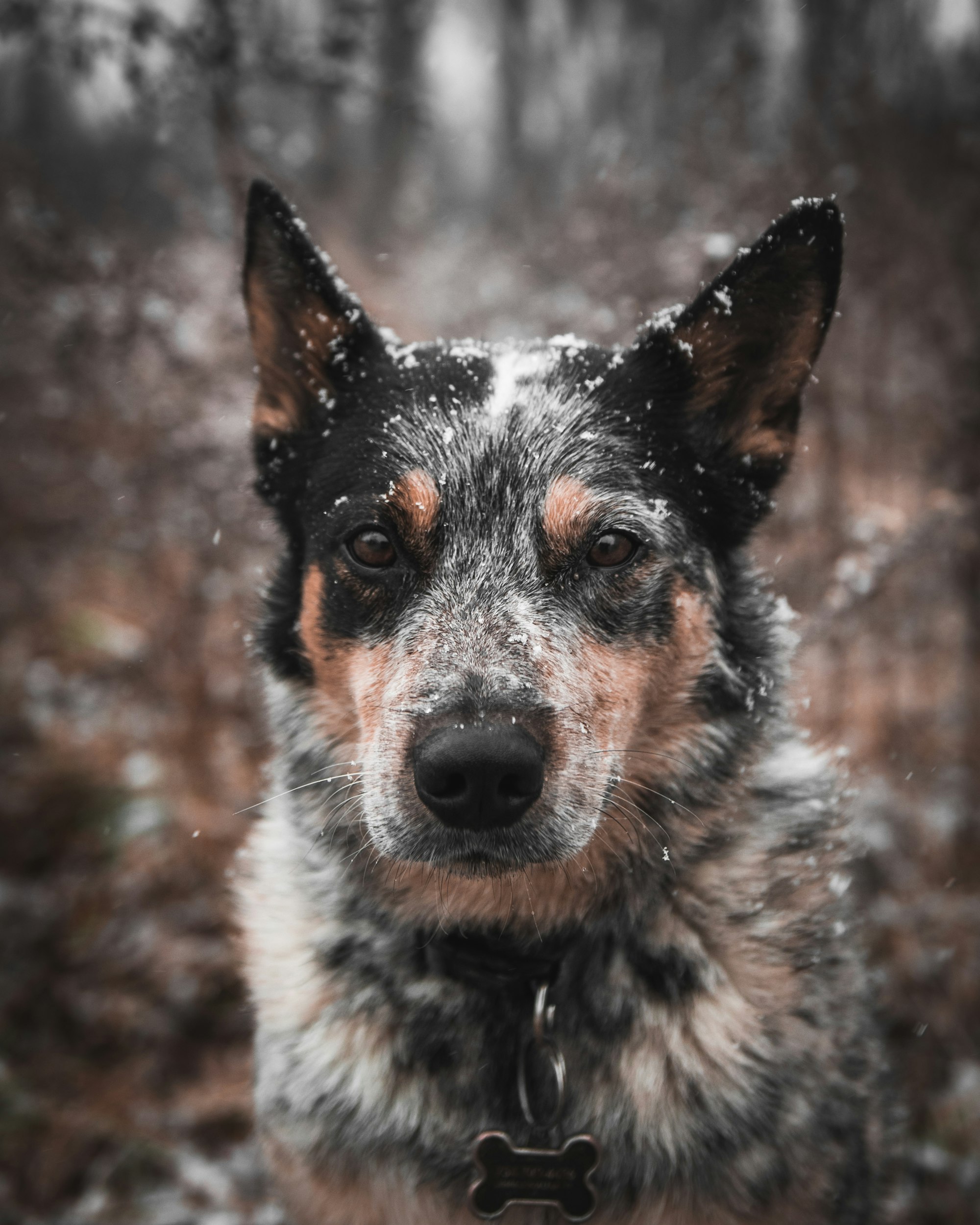 blue heeler lifespan