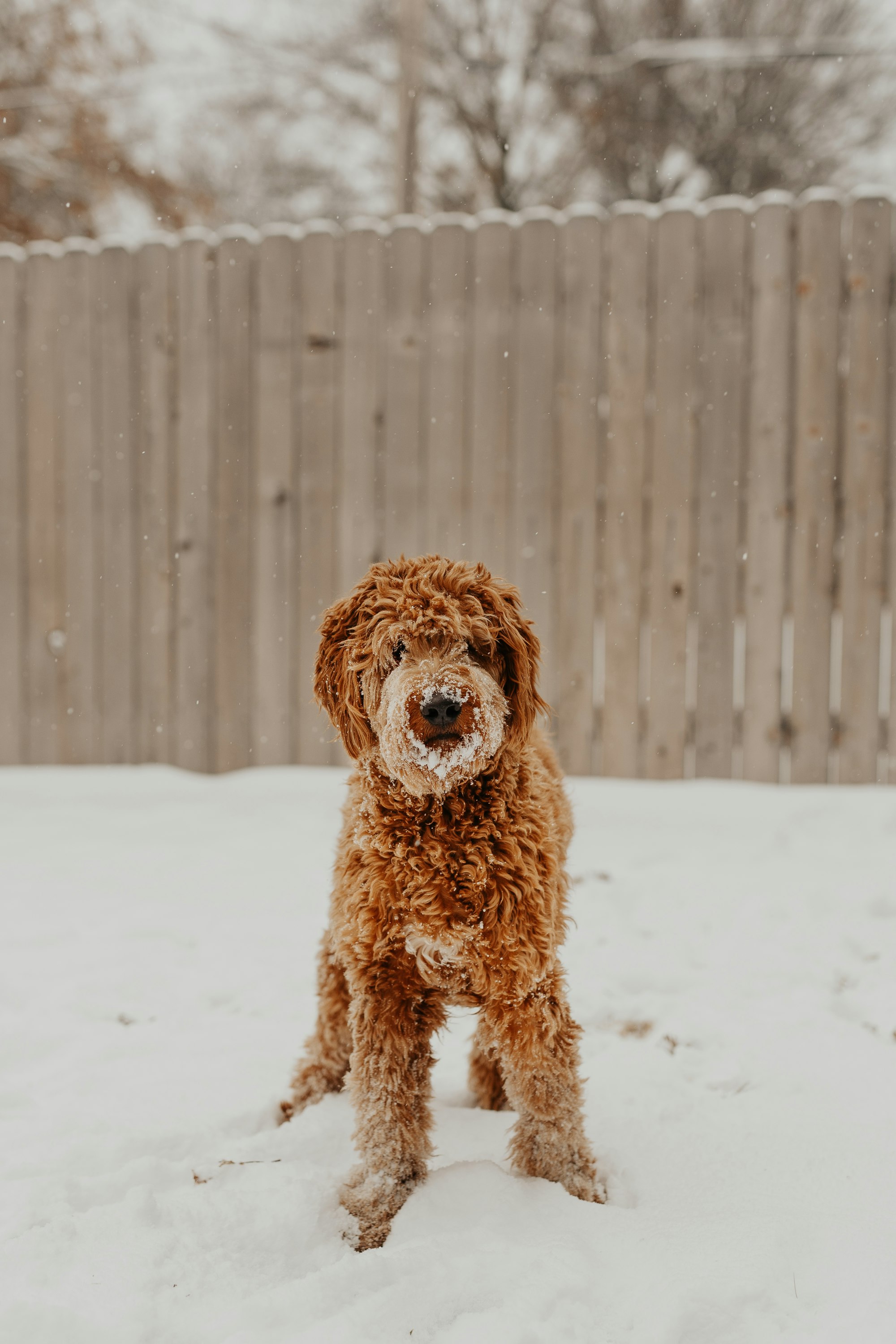 All About The Red Goldendoodle - Meet The Breed
