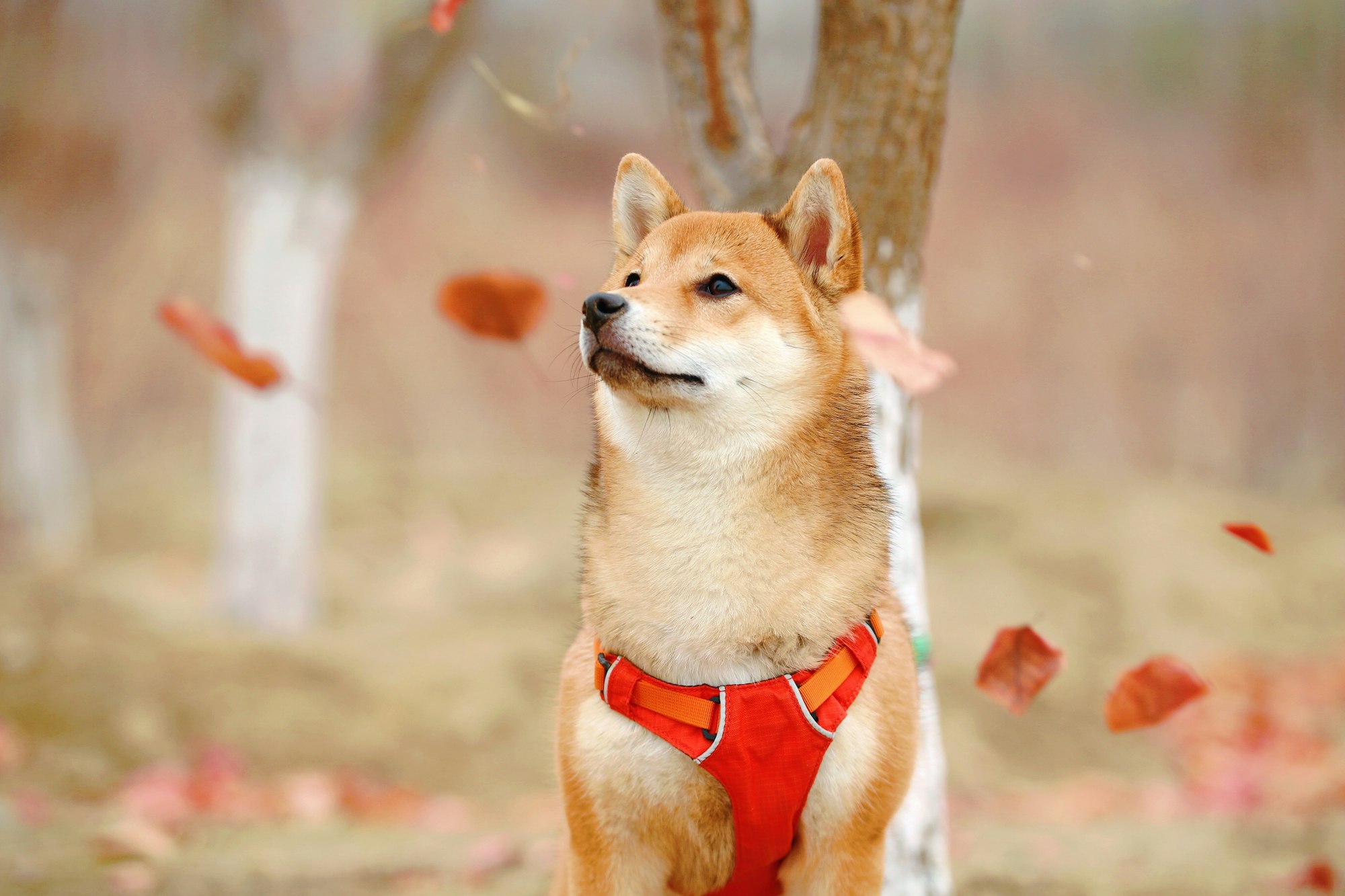 Shiba Inu: Learn the Colors, Markings and Variations