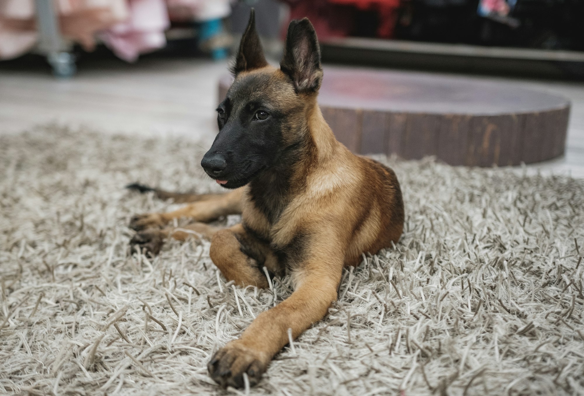 Female German Shepherd