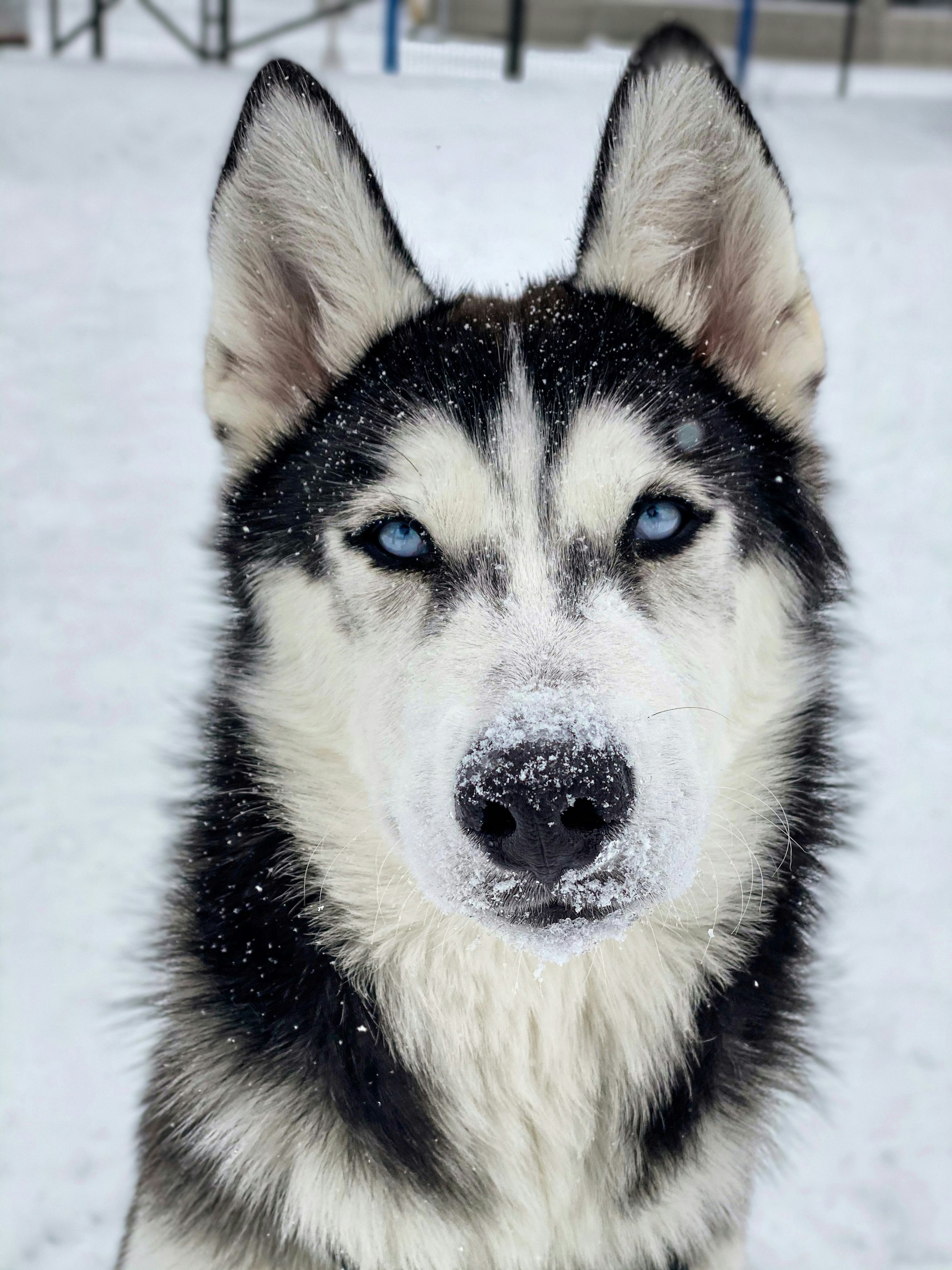 How High Can a Husky Jump? Learn the Truth!