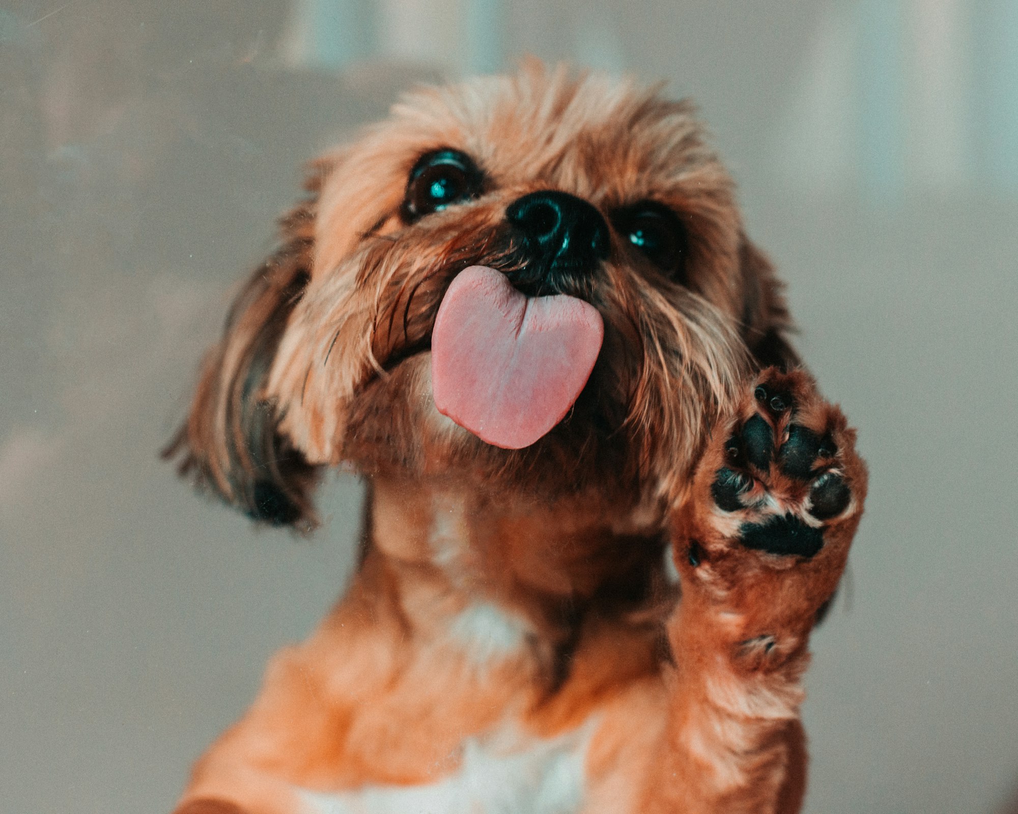 Dog Licking Air Seizure