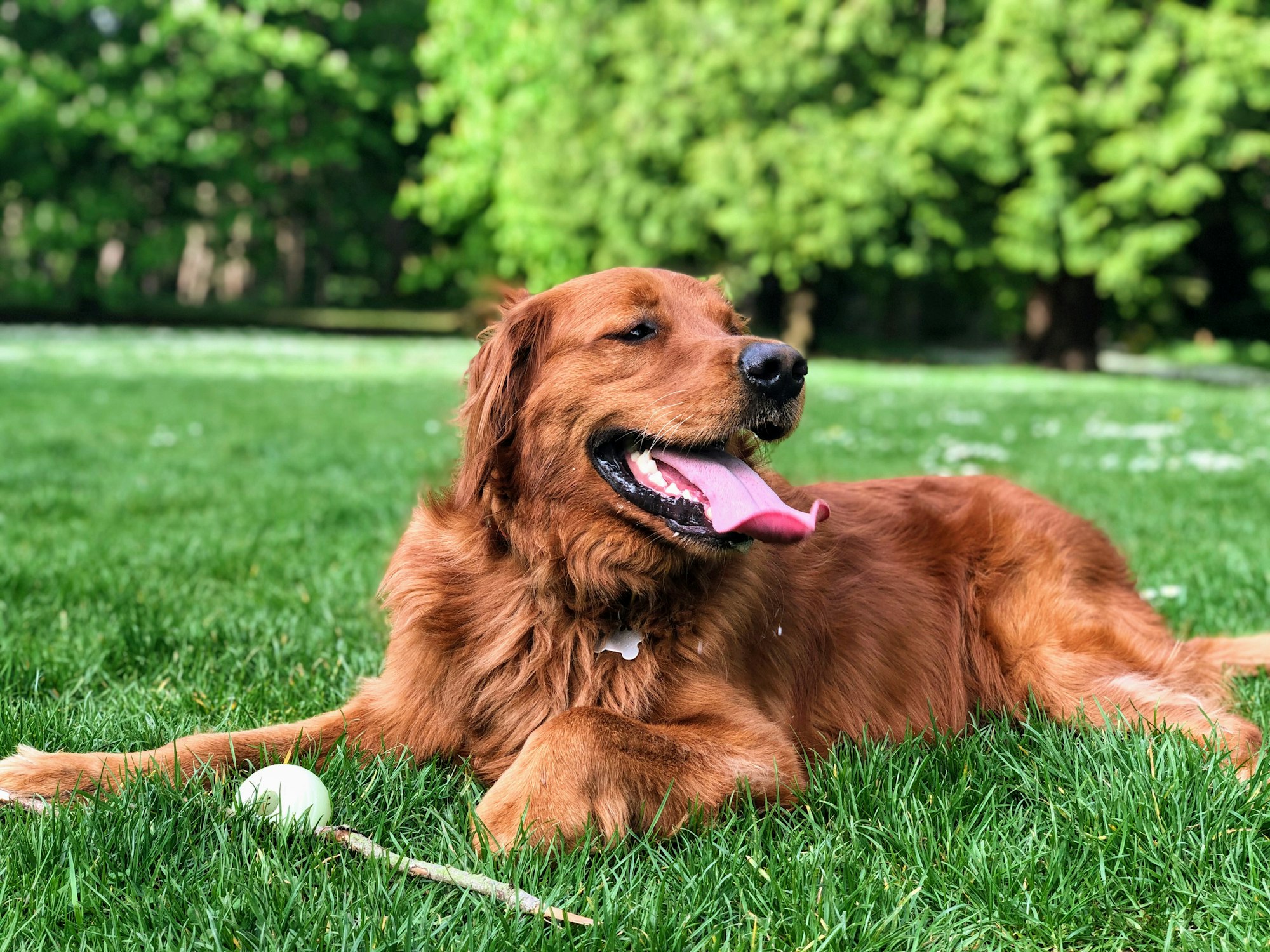 Red Golden Retrievers