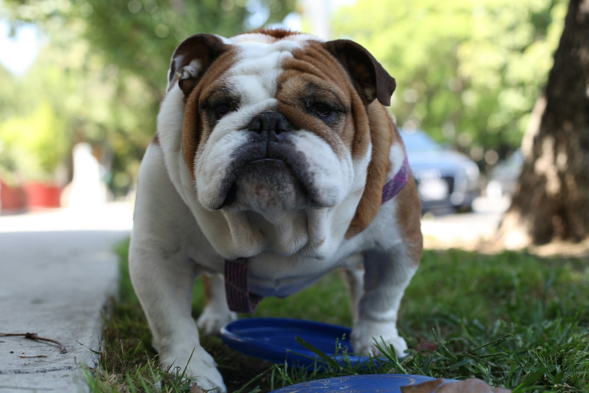 English Bulldog Life Expectancy