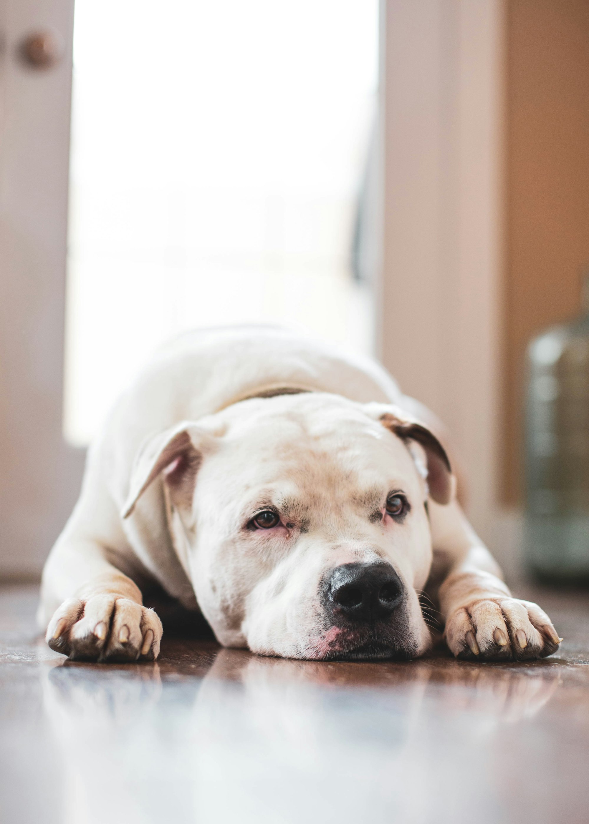 Discovering the White Pitbull: A Complete Guide