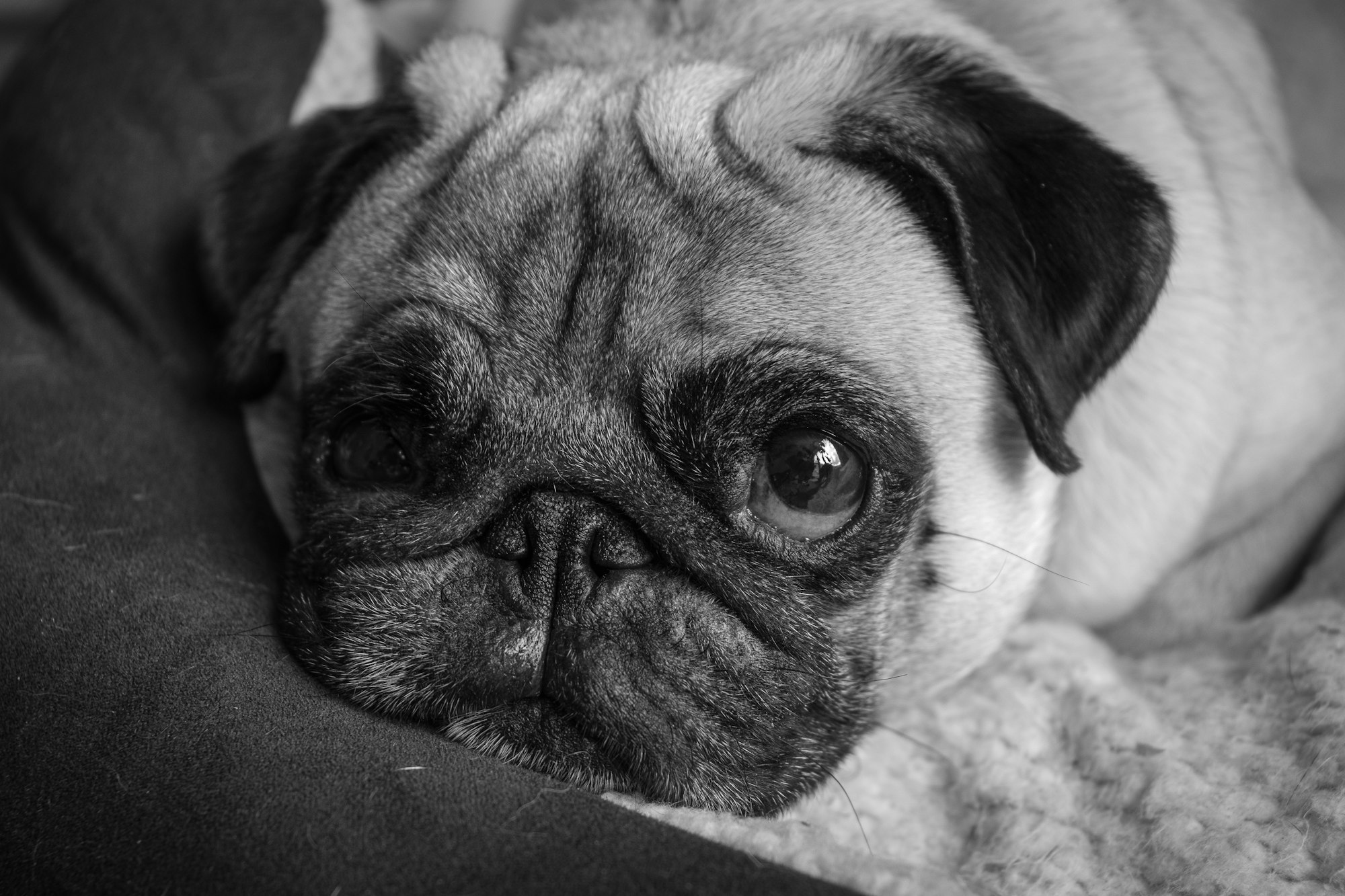 Hemorrhoids in Dogs https://blog.tryfi.com/