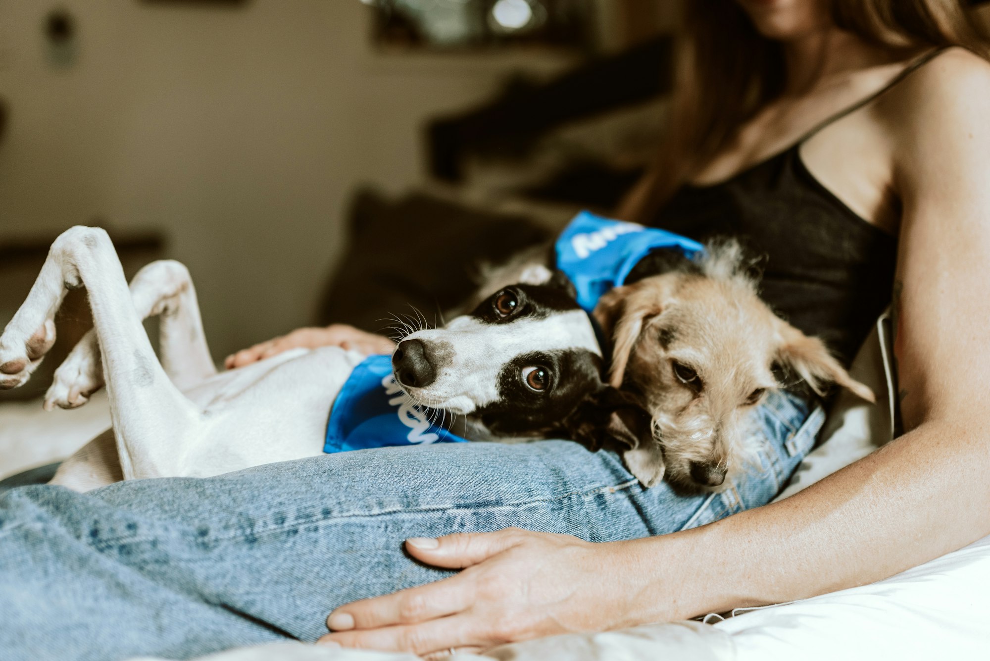 Gastric Torsion in Dogs