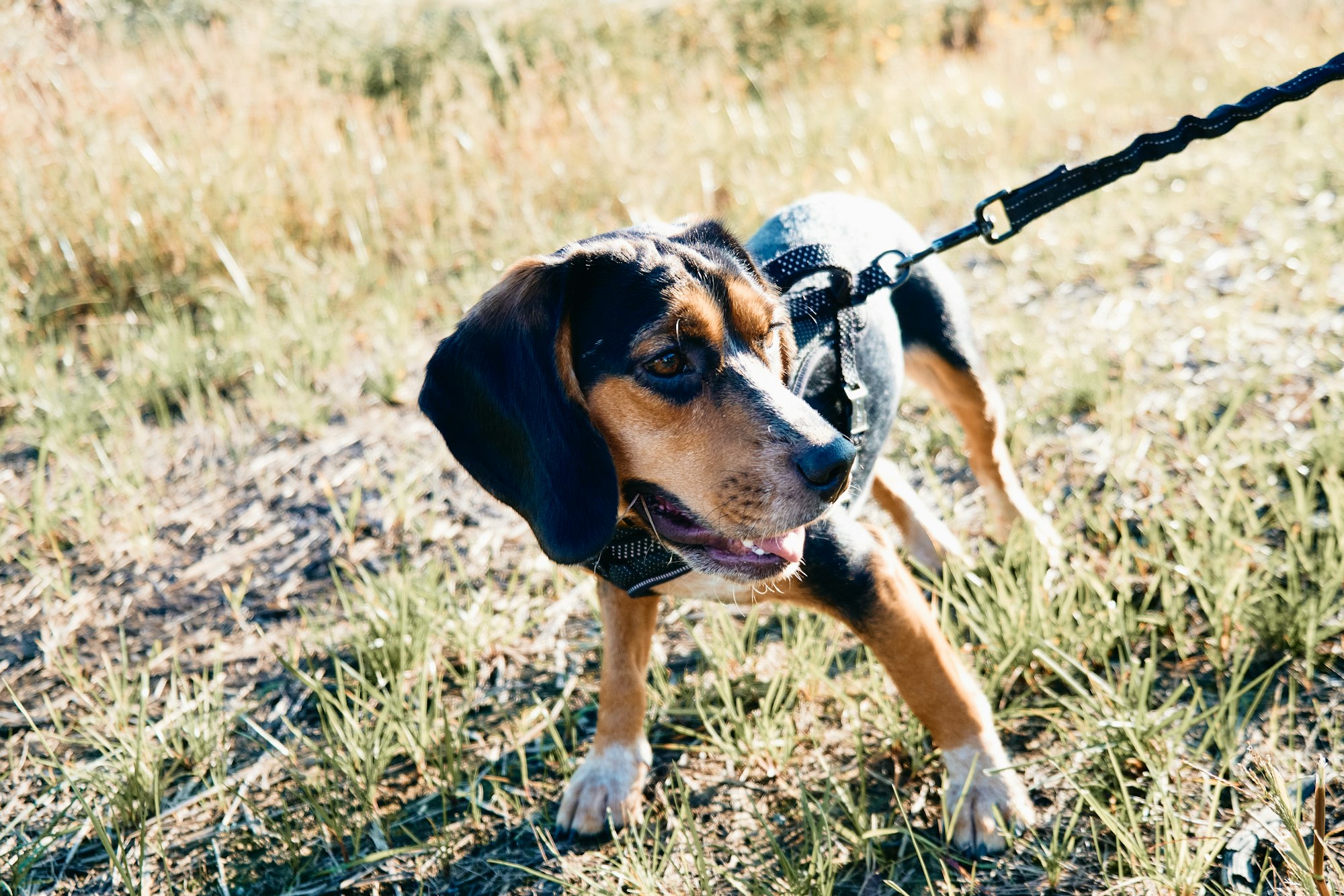 Bluetick Beagle: https://blog.tryfi.com/